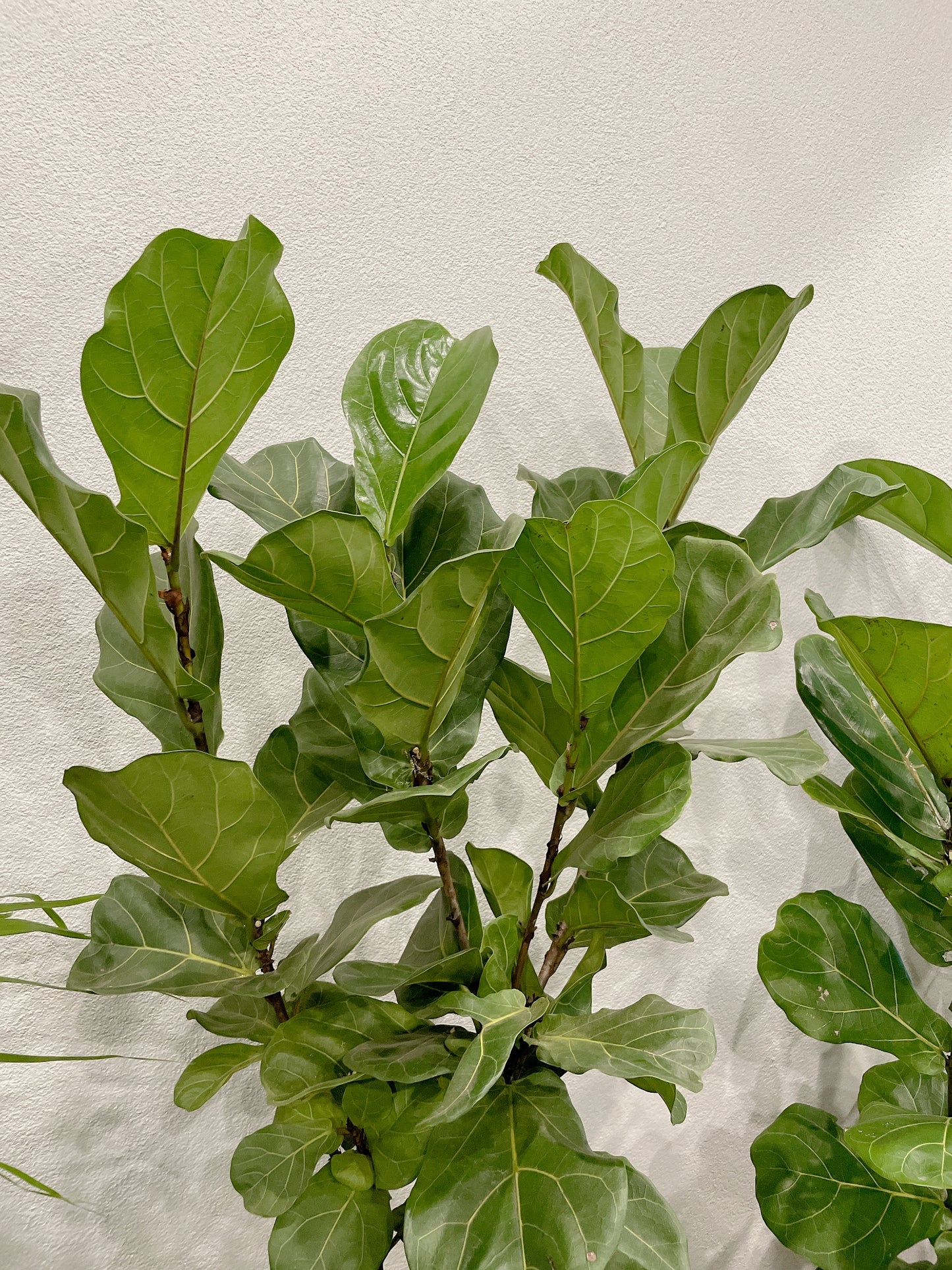 multi-stem ficus fiddle leaf lyrata with 34x60cm lightweight fiberclay white pot delivery available