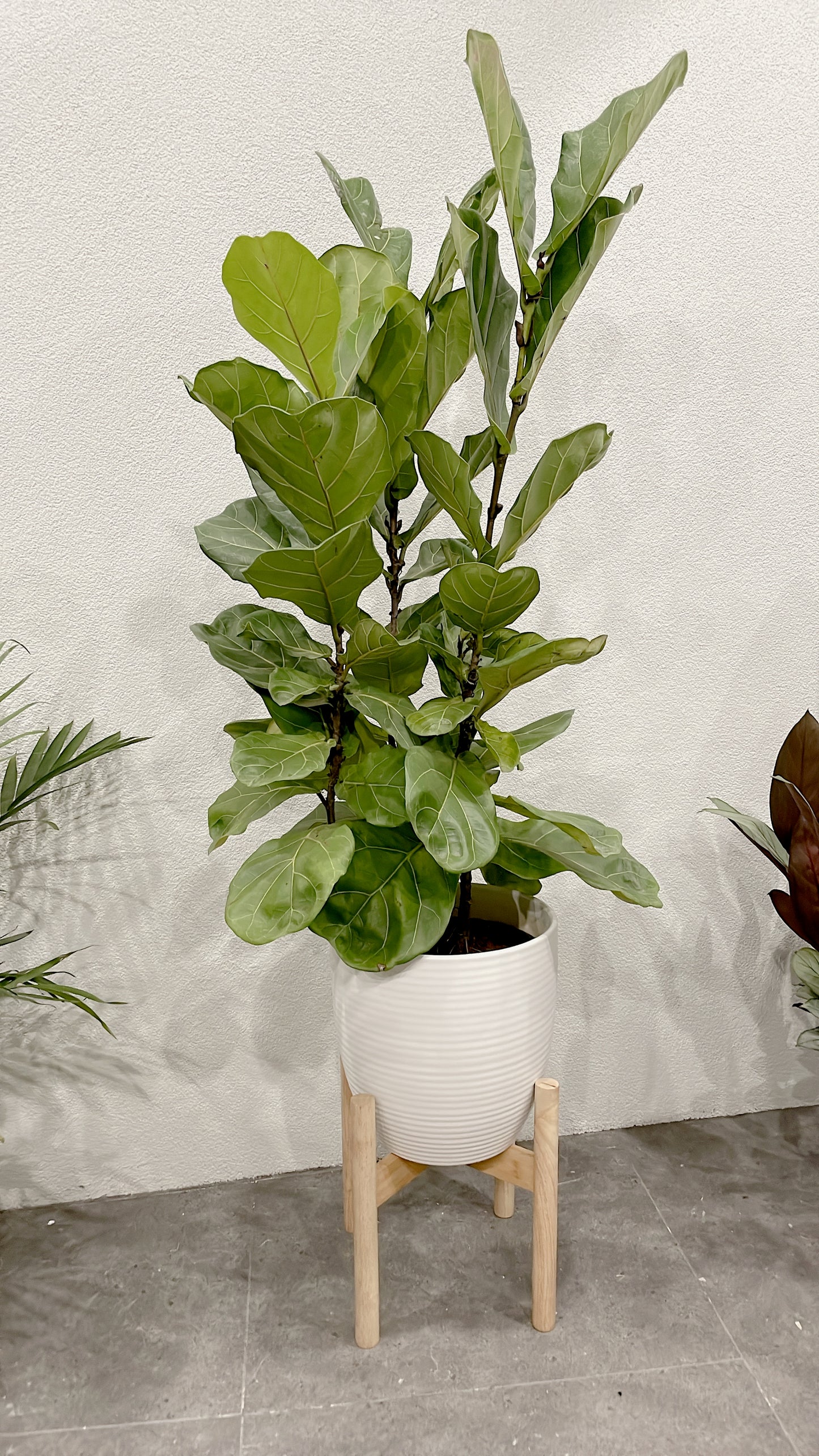 Huge ficus fiddle leaf easy care indoor plant with 30cm white ceramic pot wooden legs