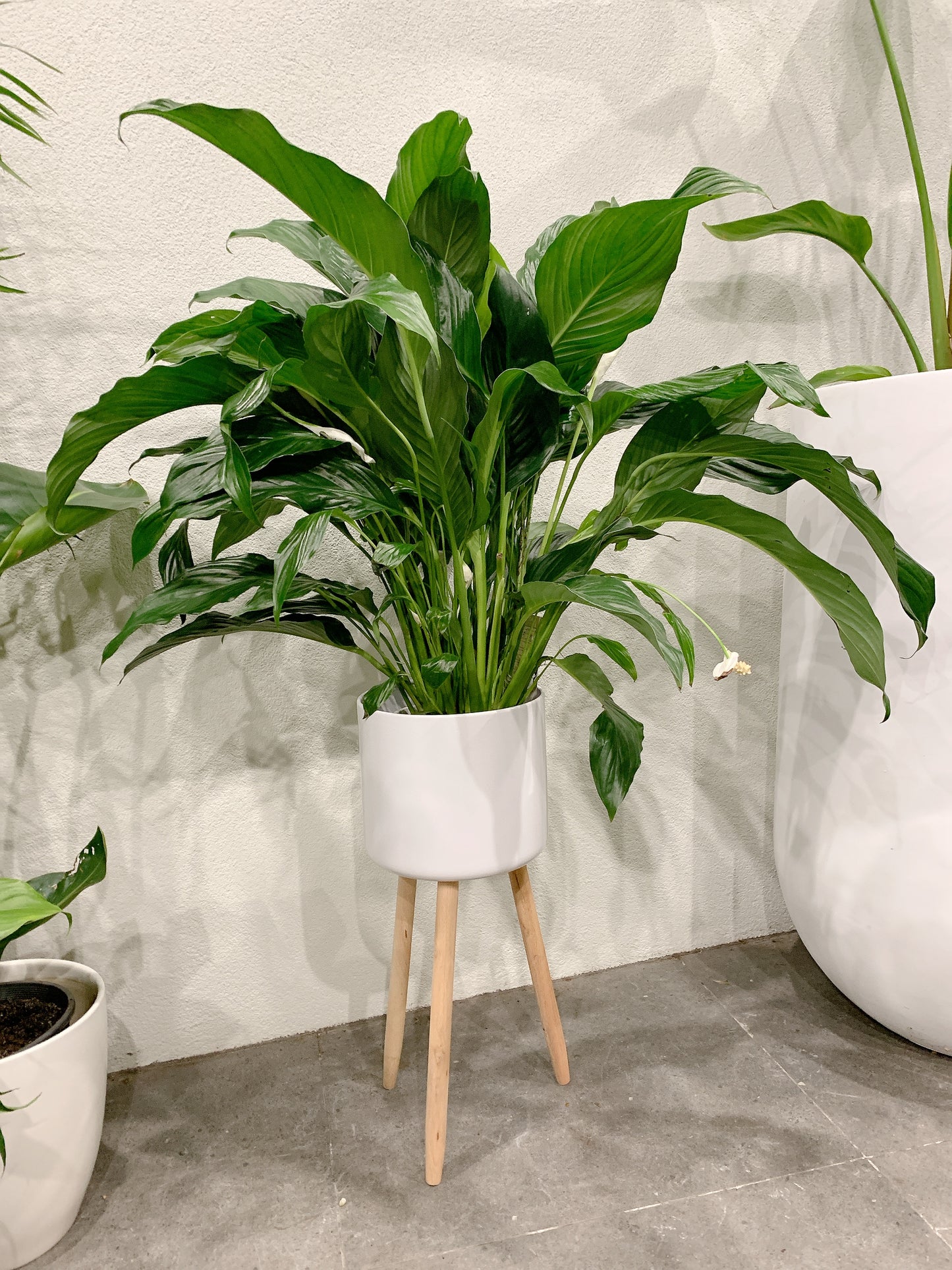 bushy big peace lily flowering with tall white metal planter tripod legs delivery available