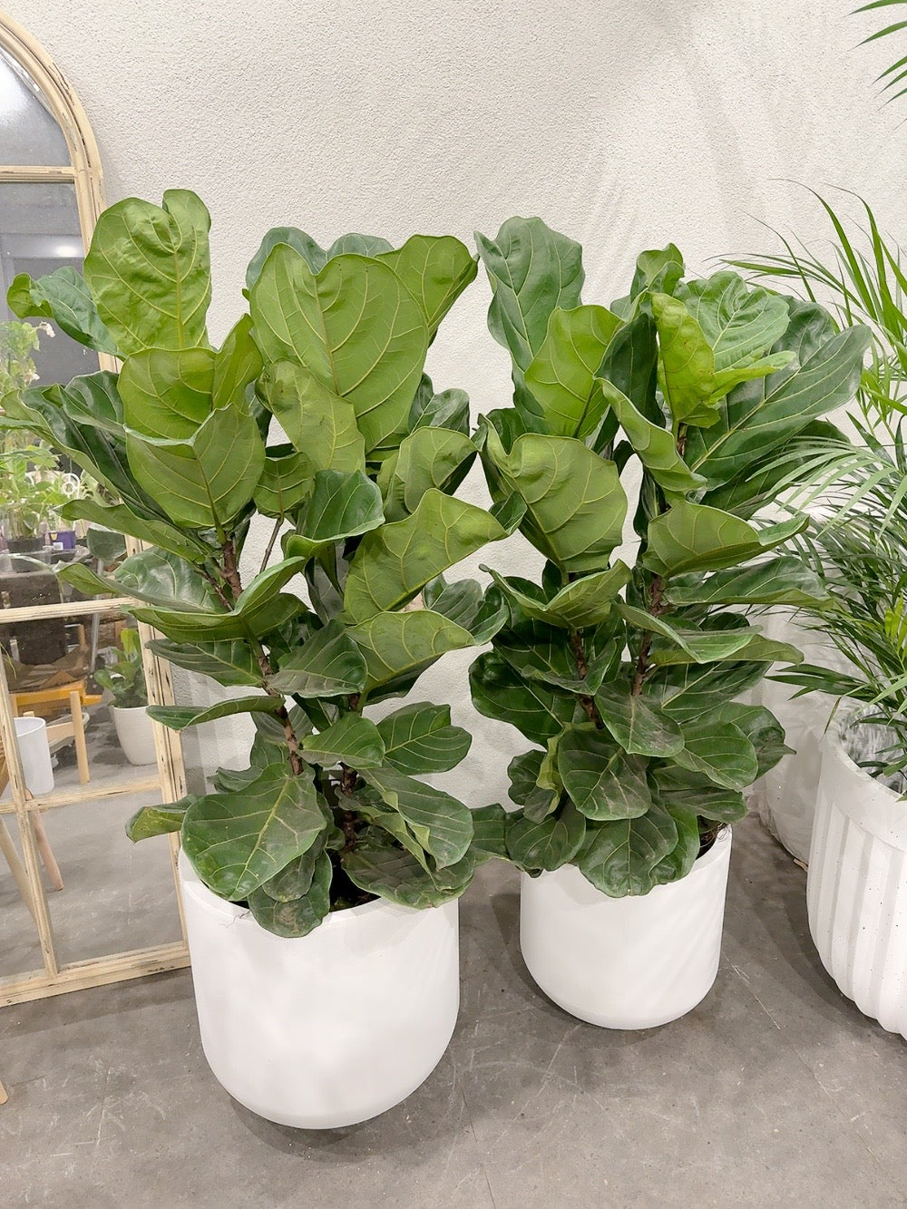 Ficus fiddle 🍃 real indoor plant with 370/450mm white heavy clay pot delivery available