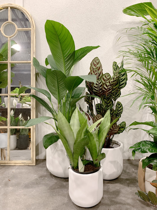 Bundle🪴giant peace lily sensation calathea makoyana sansevieria moonshine white snake plant+pots