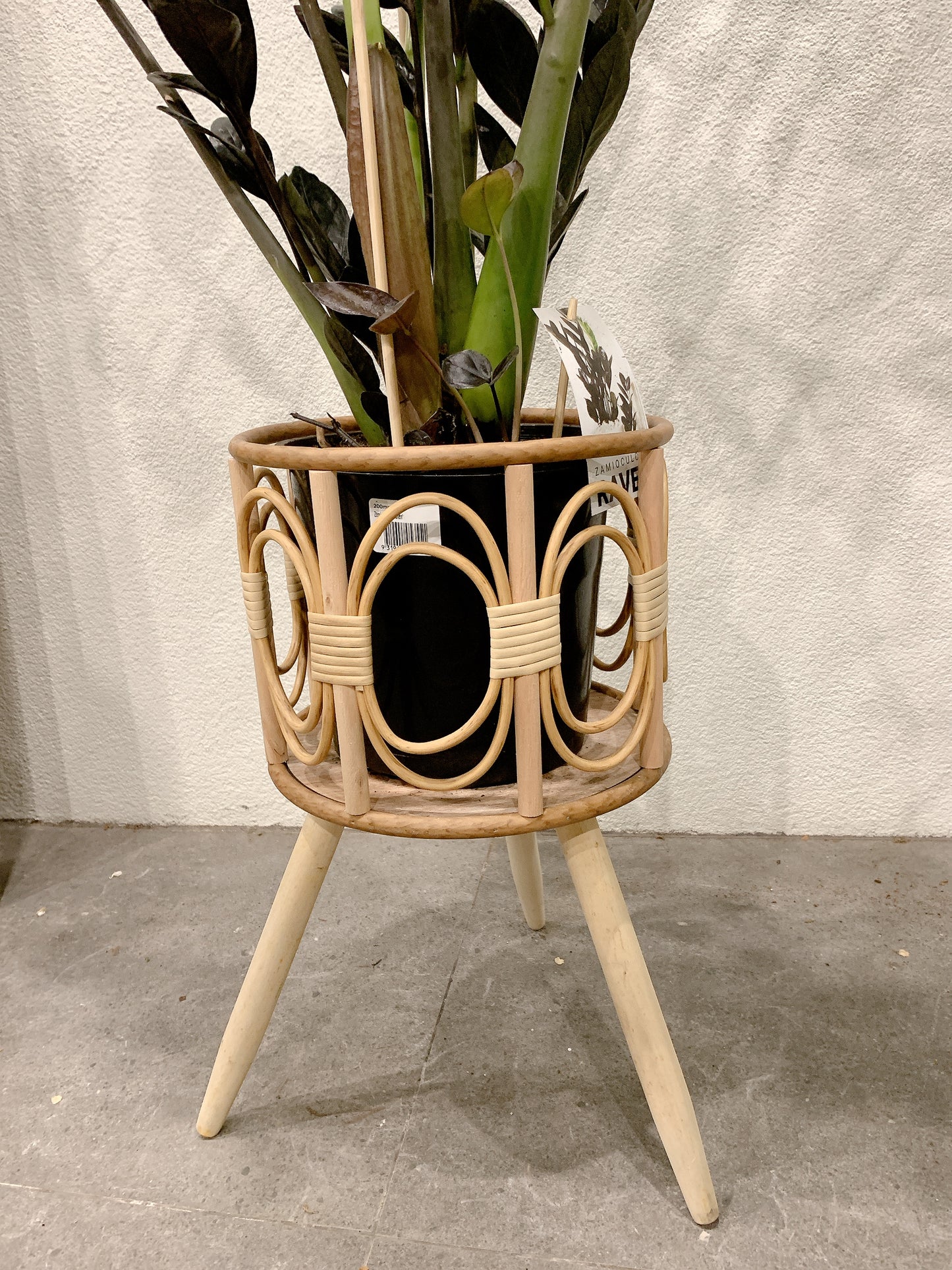 Tall dark zz plant black raven real indoor plant with rattan wooden stand tripod legs