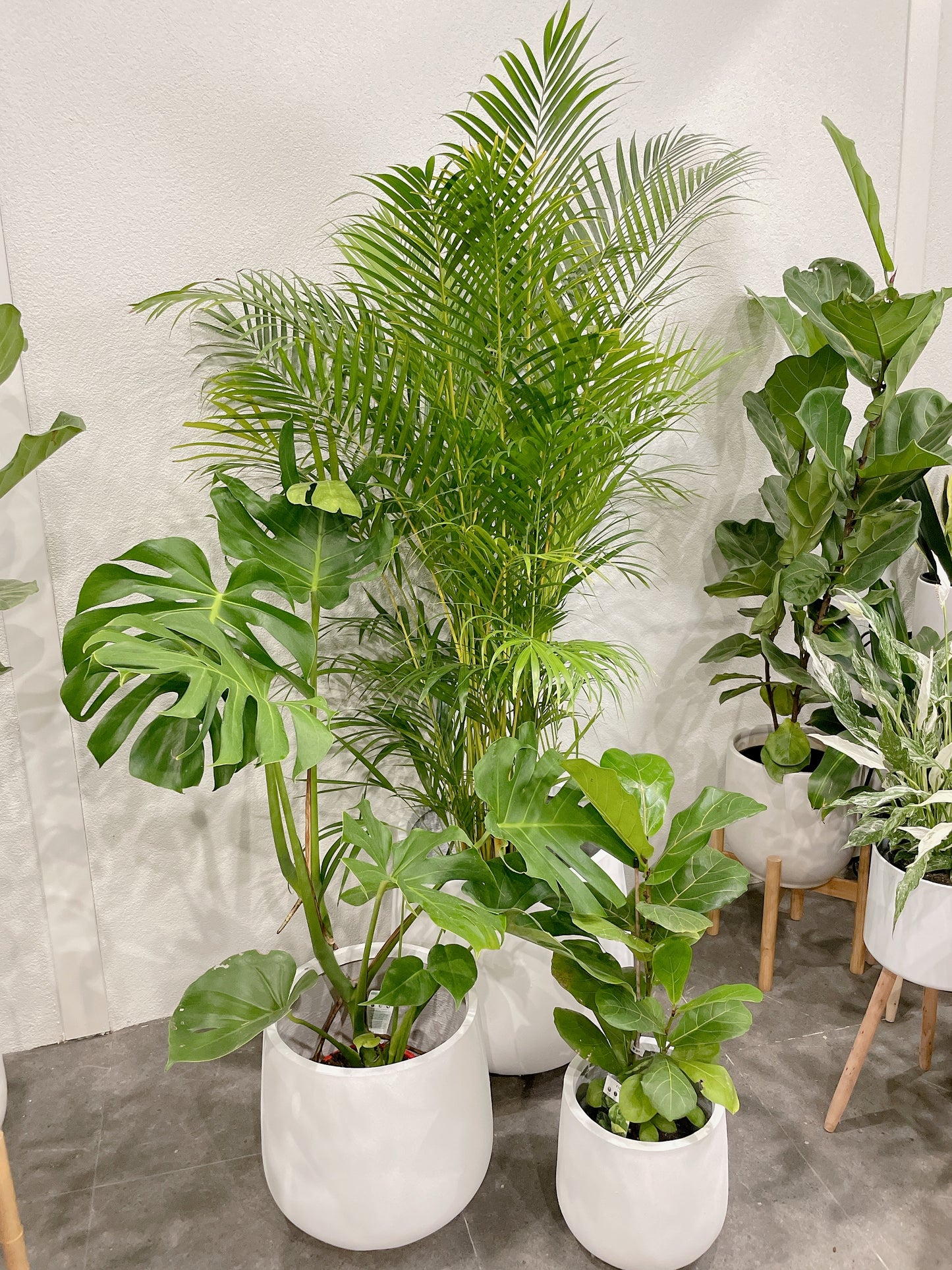 Huge plant bundle🪴 golden cane palm monstera ficus fiddle leaf lightweight fiberclay white pots@25-33-45cm