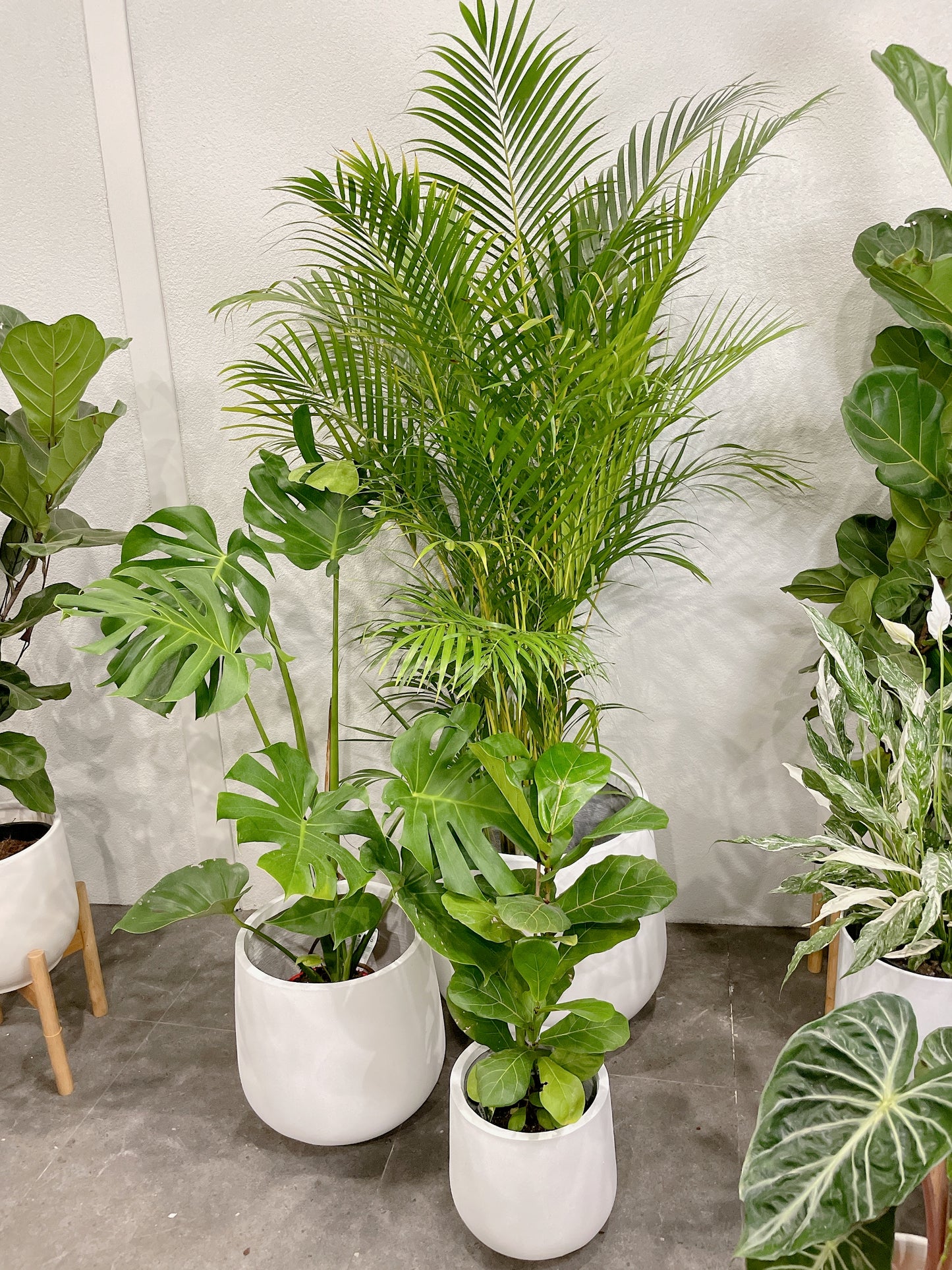 Huge plant bundle🪴 golden cane palm monstera ficus fiddle leaf lightweight fiberclay white pots@25-33-45cm