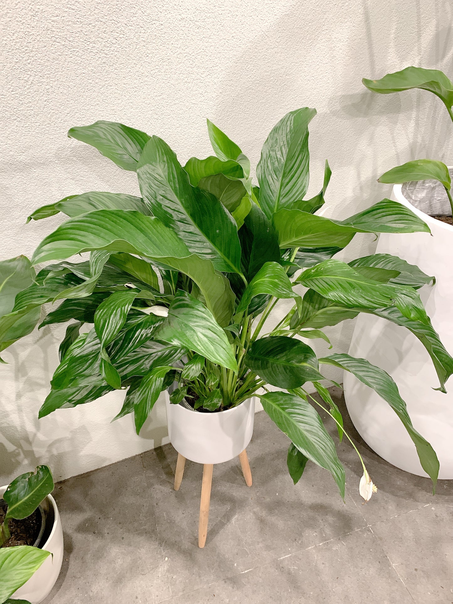 bushy big peace lily flowering with tall white metal planter tripod legs delivery available
