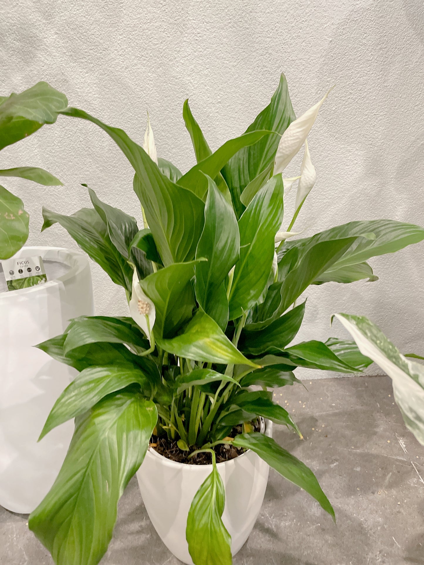 Tall ficus fiddle leaf lyrata indoor plant tree +flowering peace lily white decorative pot included