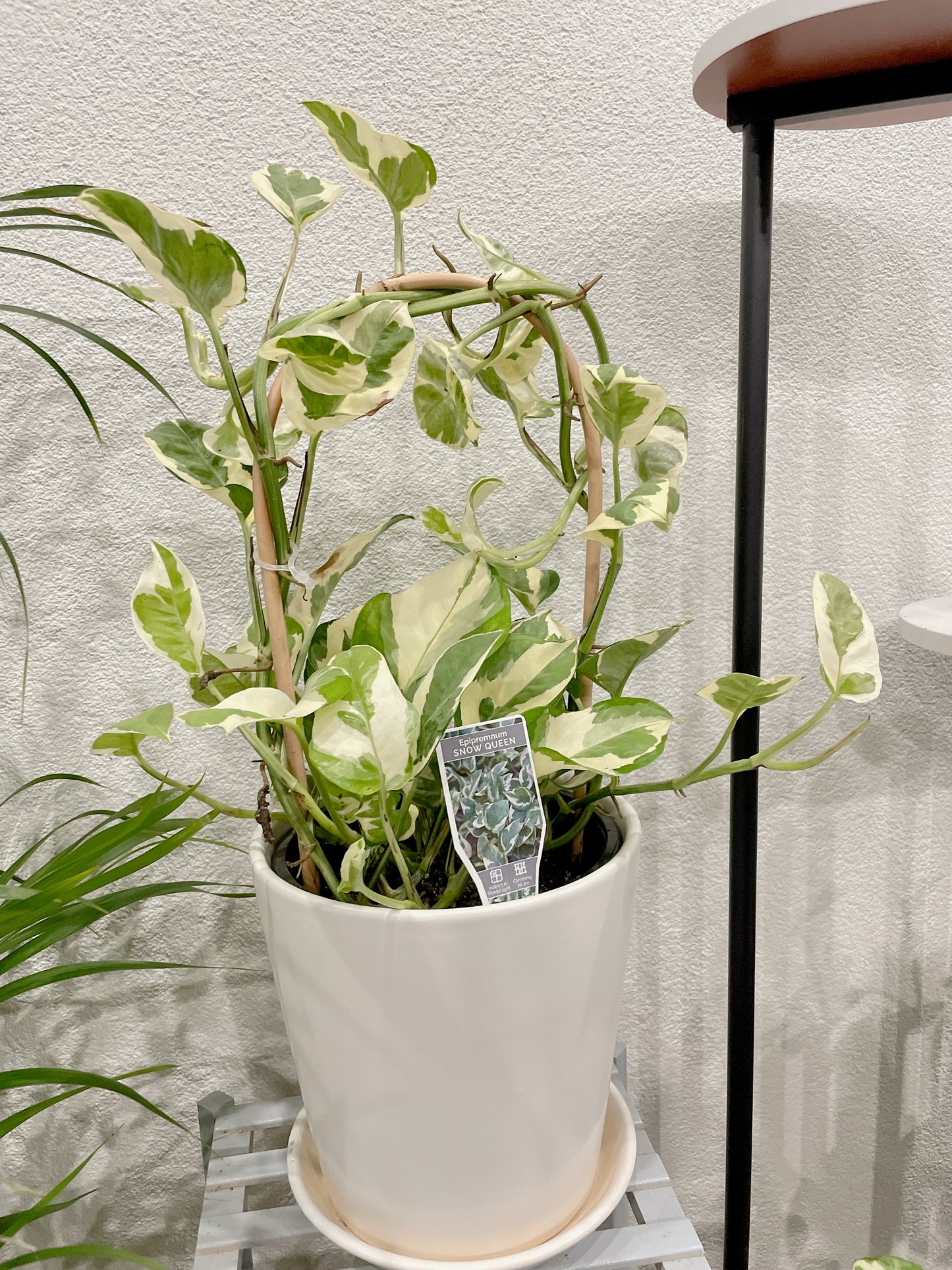 Snow queen epipremnum variegated easy care indoor climbing haning plant with white ceramic pot saucer