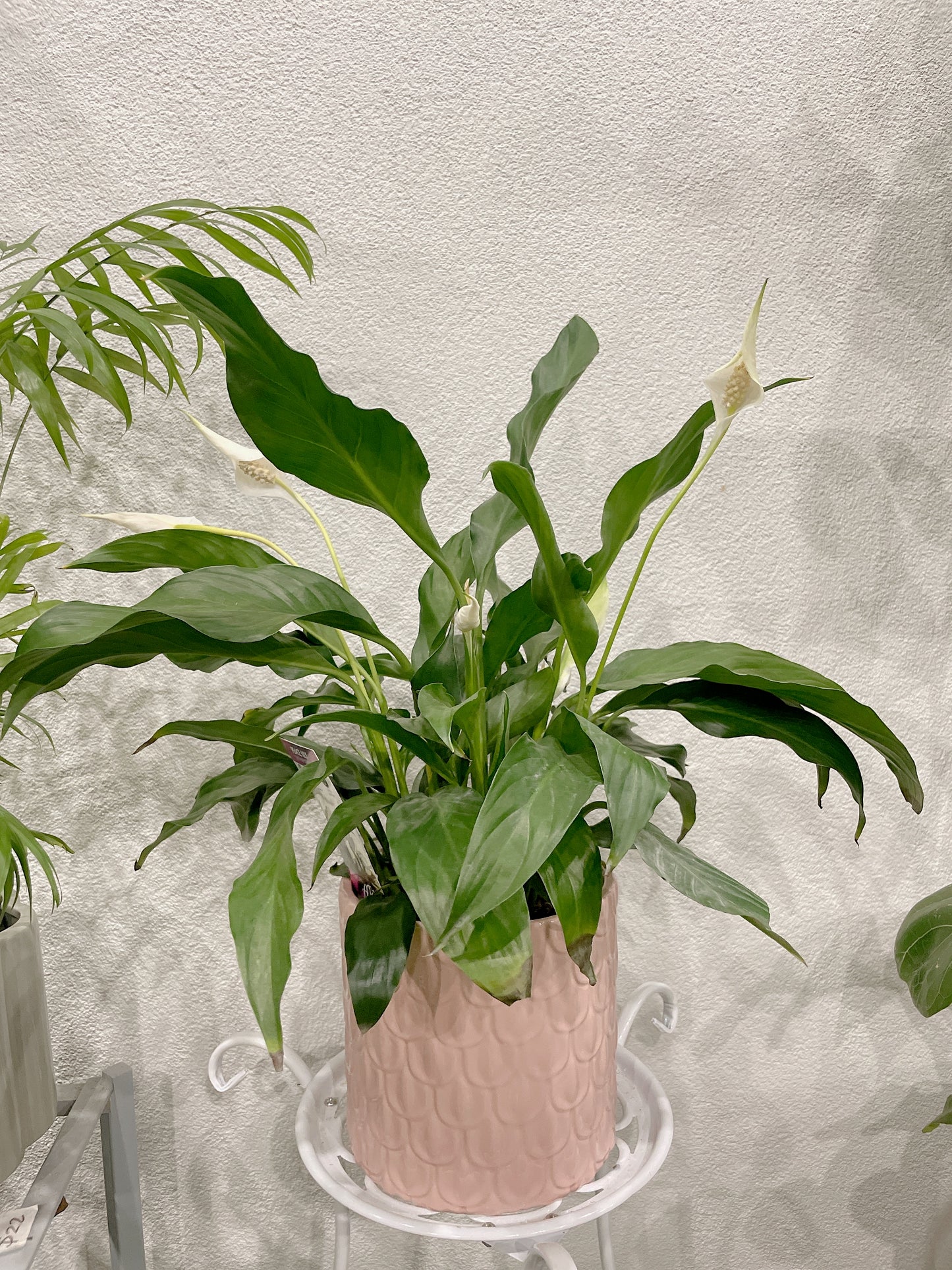 Flowering peace lily easy care indoor plant with pink decorative pot delivery available