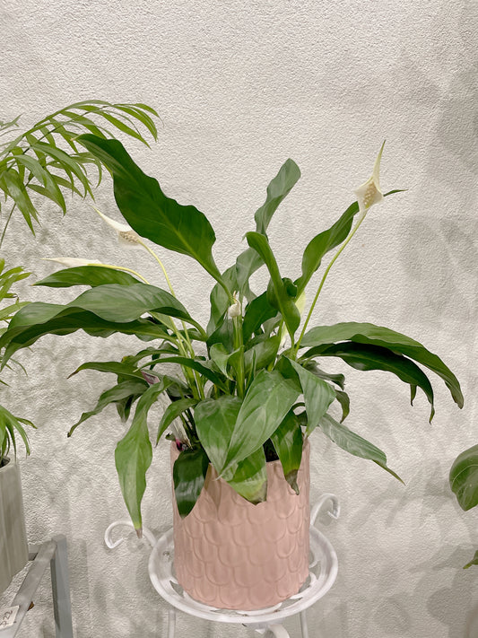 Flowering peace lily easy care indoor plant with pink decorative pot delivery available