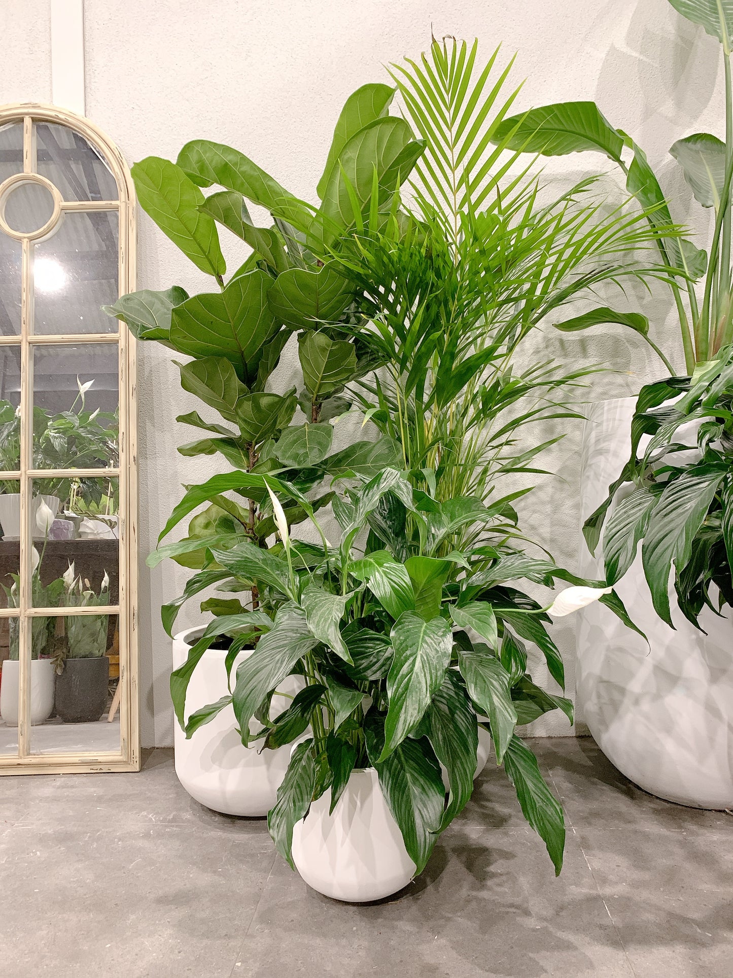 Giant bundle🪴1.3m ficus fiddle leaf golden cane palm flowering bushy peace lily+@37-30-25cm pot
