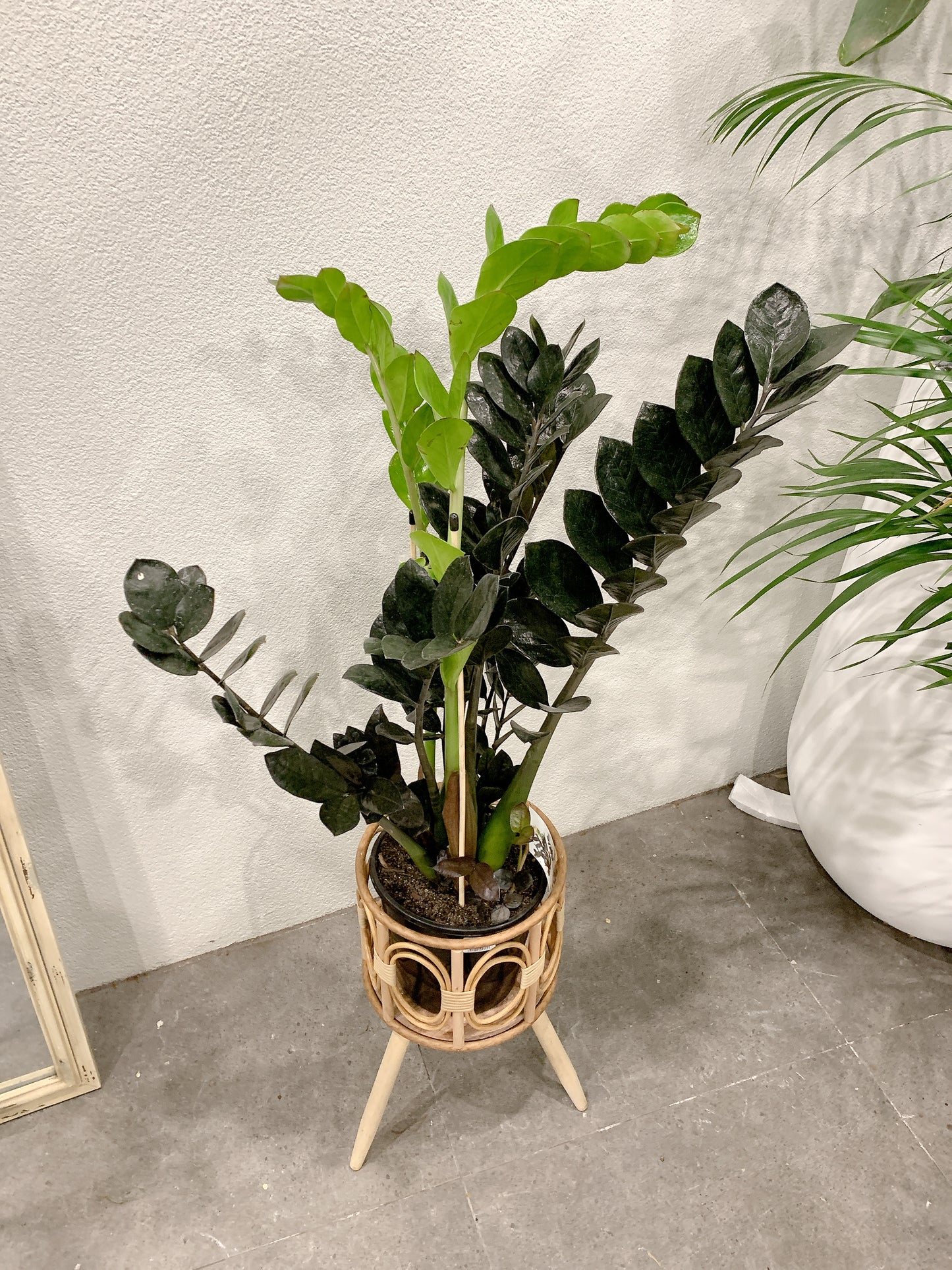 Tall dark zz plant black raven real indoor plant with rattan wooden stand tripod legs