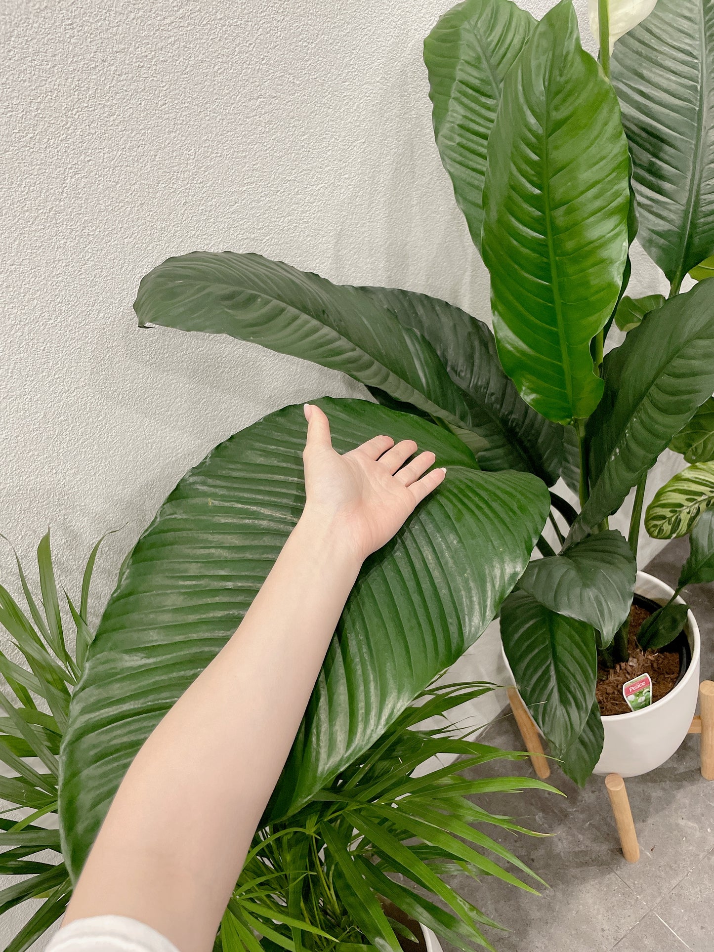Huge giant peace lily blue moon Spathiphyllum flowering indoor plant +white decorative ceramic pot