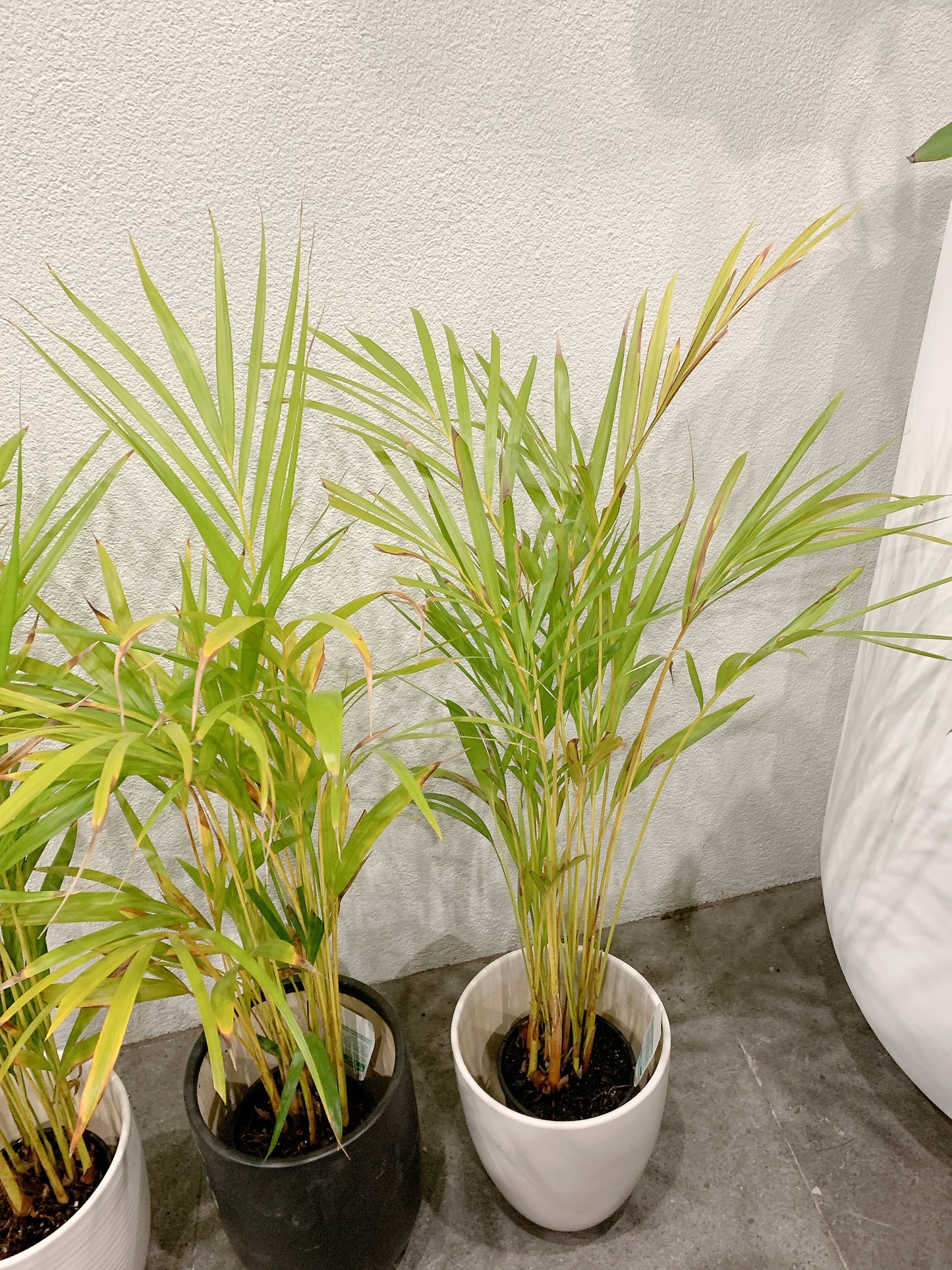 80-90cm tall golden cane palm real indoor plant+ 20cm white ceramic pots delivery available