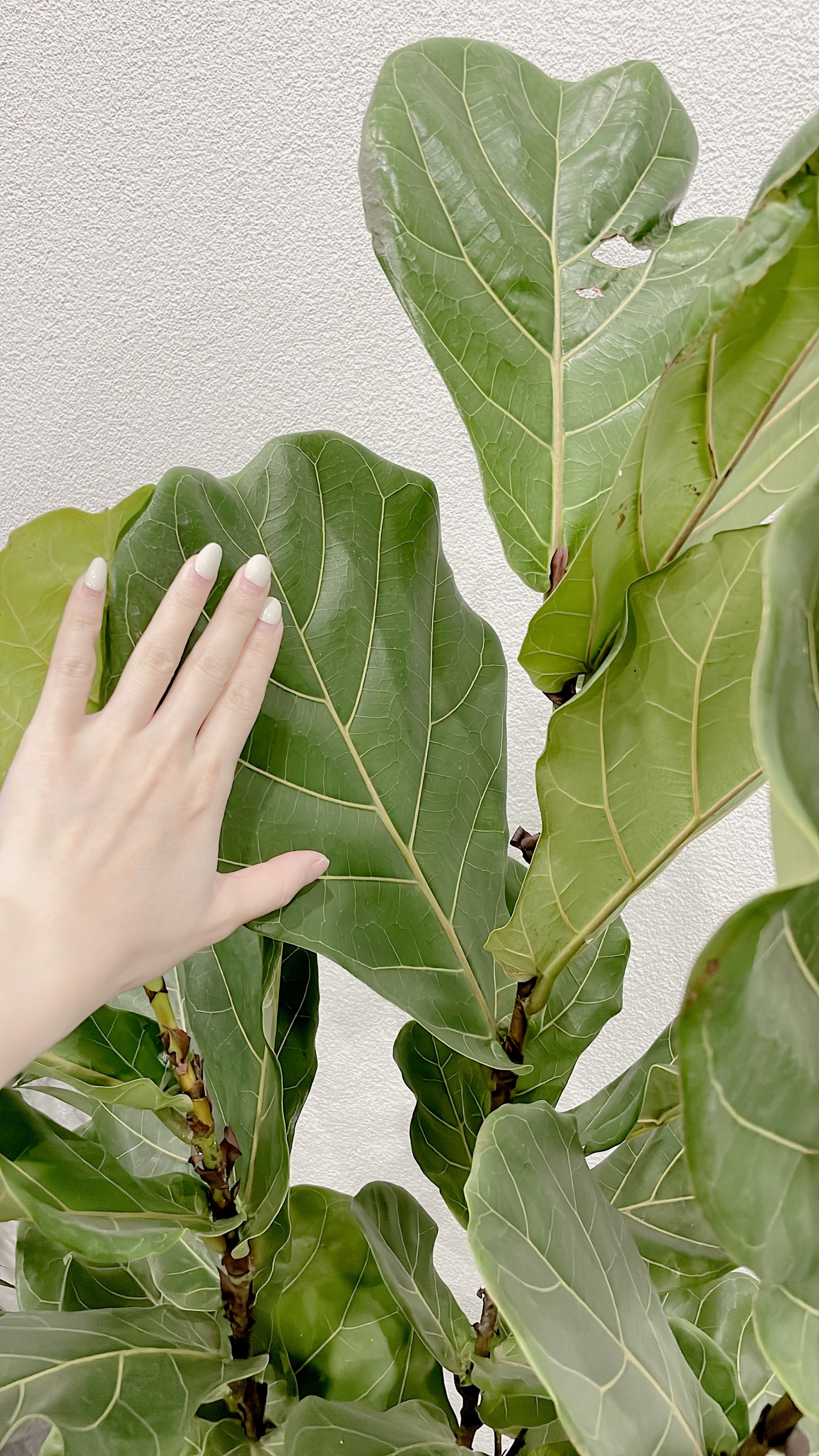 Huge ficus fiddle leaf easy care indoor plant with 30cm white ceramic pot wooden legs