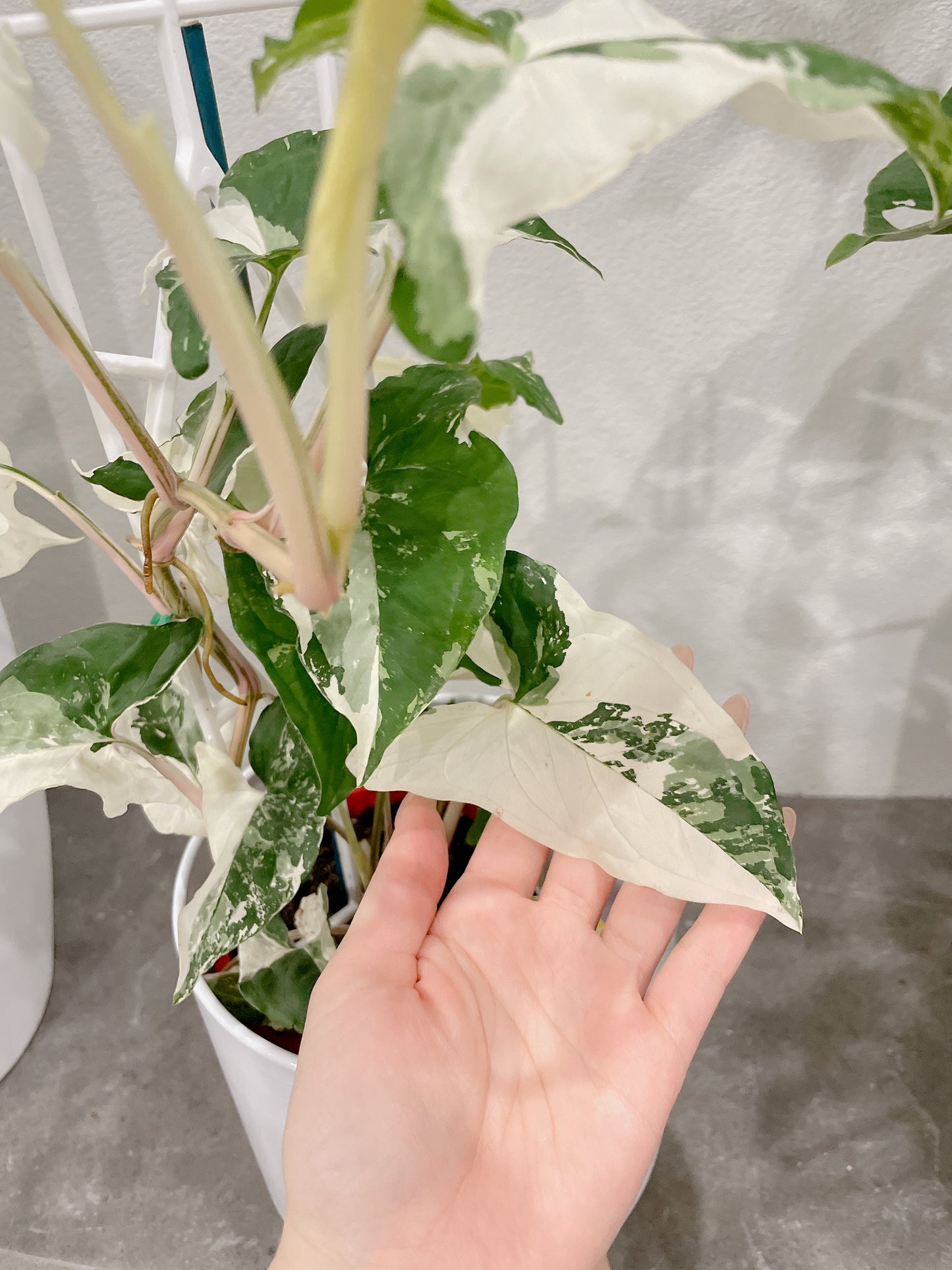 Syngonium fantasy variegated indoor climbing plant with small white metal planter tripod legs