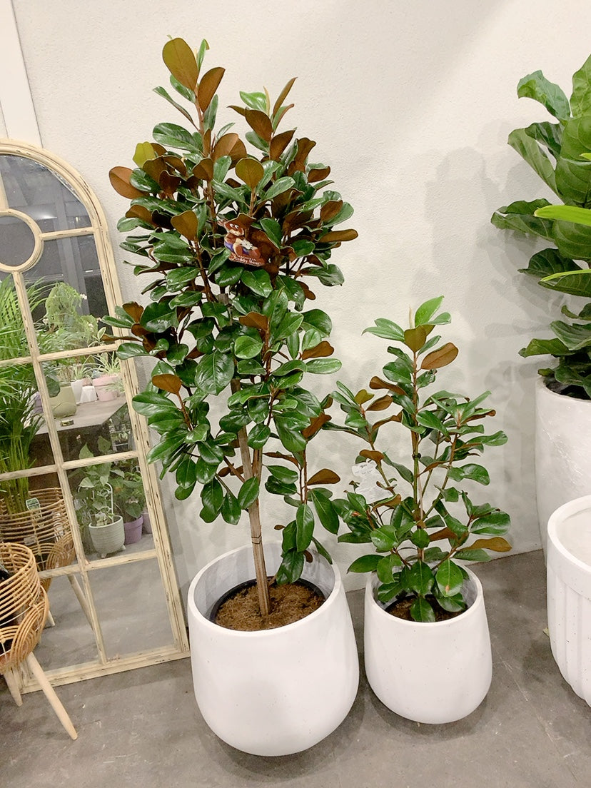 2 size from $170 Magnolia teddy bear easy care outdoor plant with white lightweight decorative pot