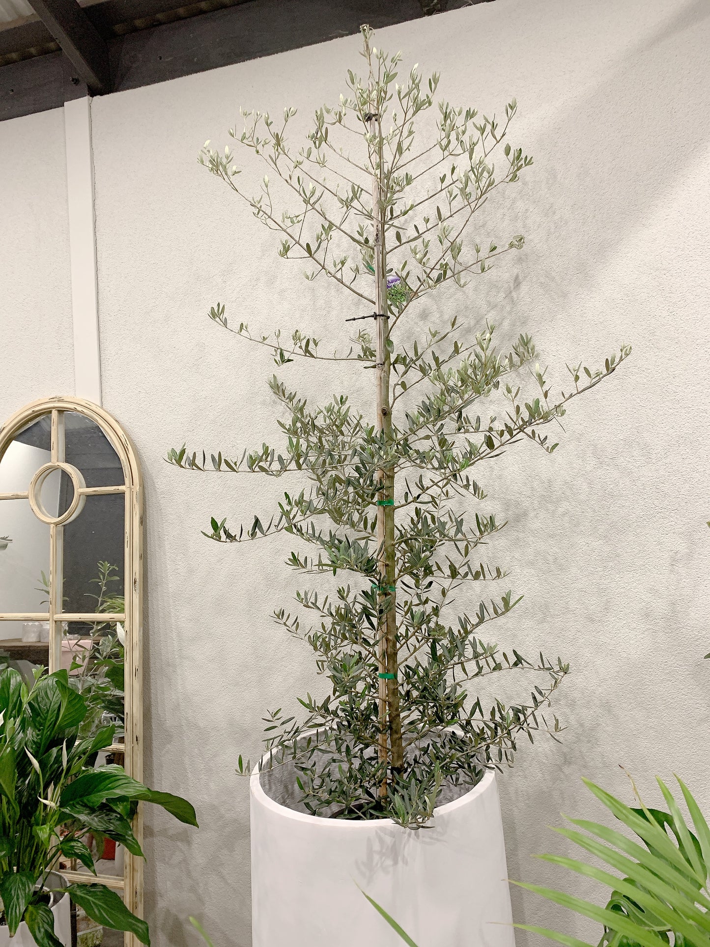 Over 2m tall Olive tree Tolleys upright real plant with 500x900mm jumbo heavy white pot delivery available