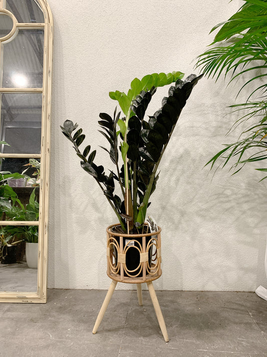 Tall dark zz plant black raven real indoor plant with rattan wooden stand tripod legs