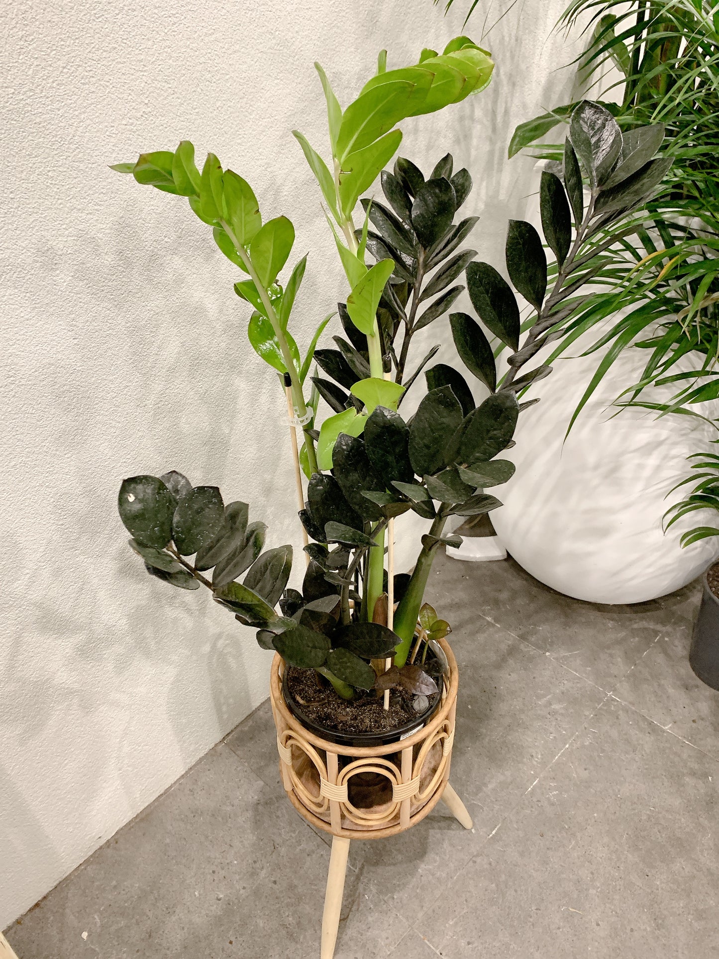 Tall dark zz plant black raven real indoor plant with rattan wooden stand tripod legs