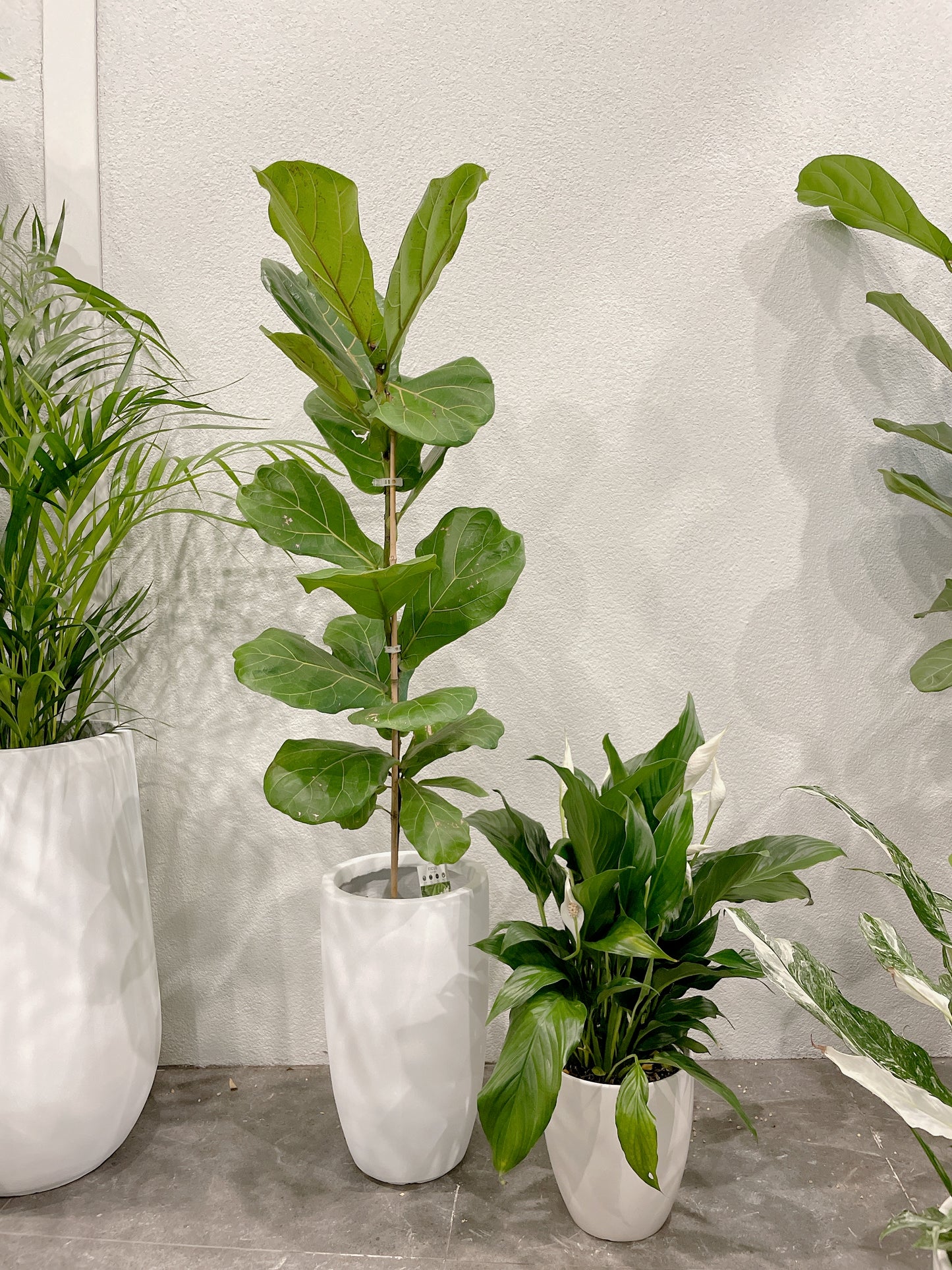 Tall ficus fiddle leaf lyrata indoor plant tree +flowering peace lily white decorative pot included
