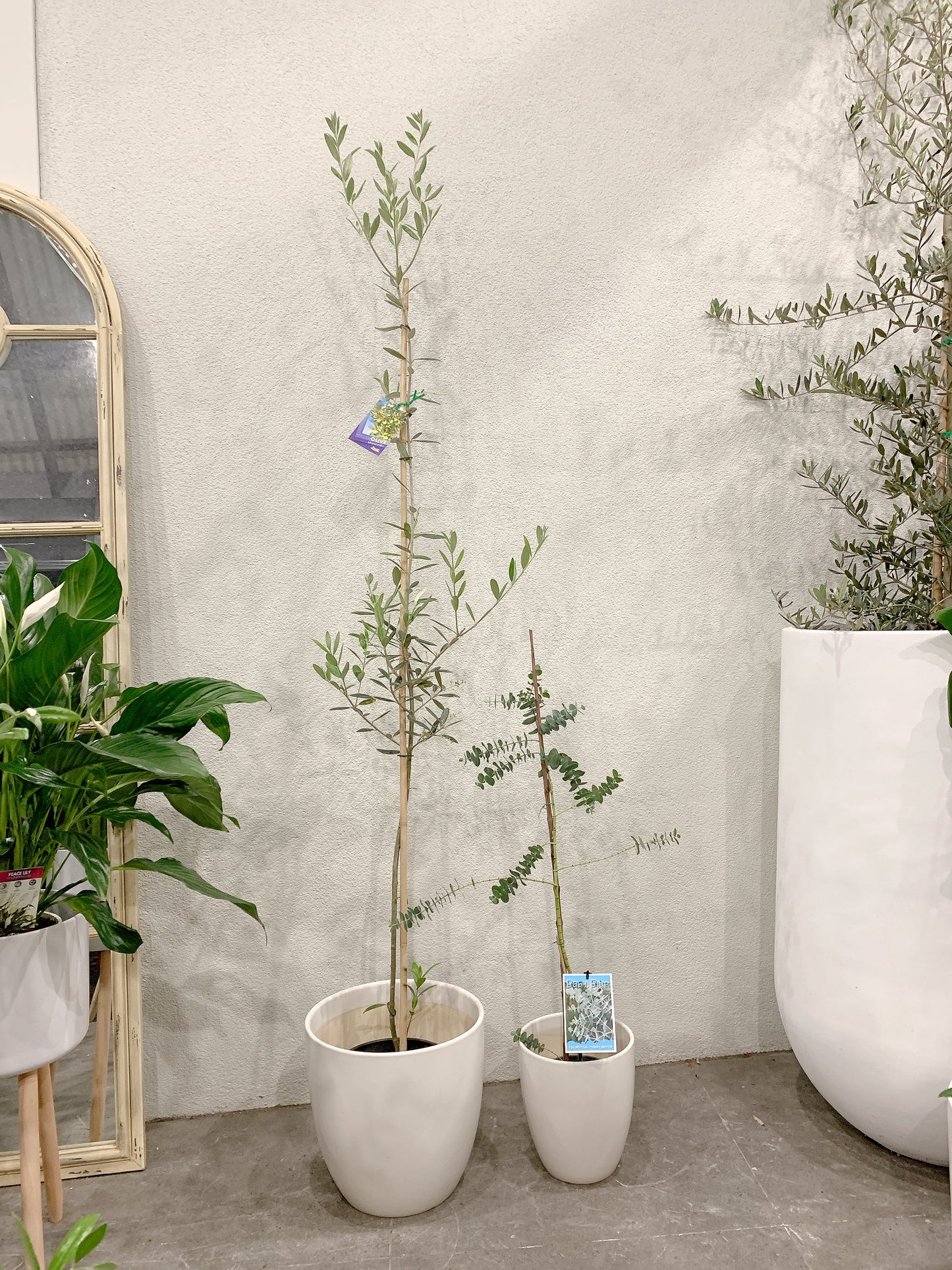 Outdoor bundle🪴1.7m tall Manzanillo olive plant tree+baby blue eucalyptus with @30-15cm white pots