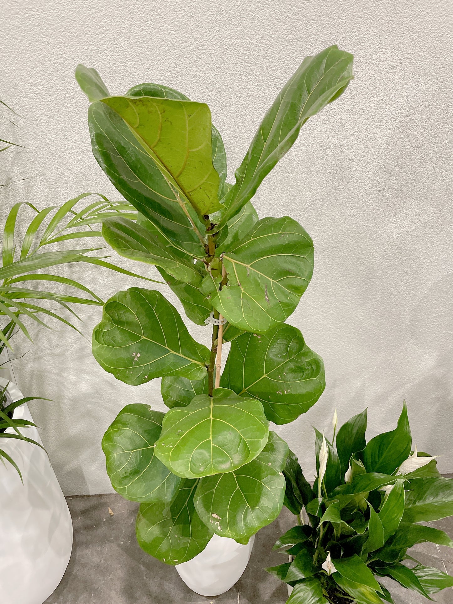 Tall ficus fiddle leaf lyrata indoor plant tree +flowering peace lily white decorative pot included