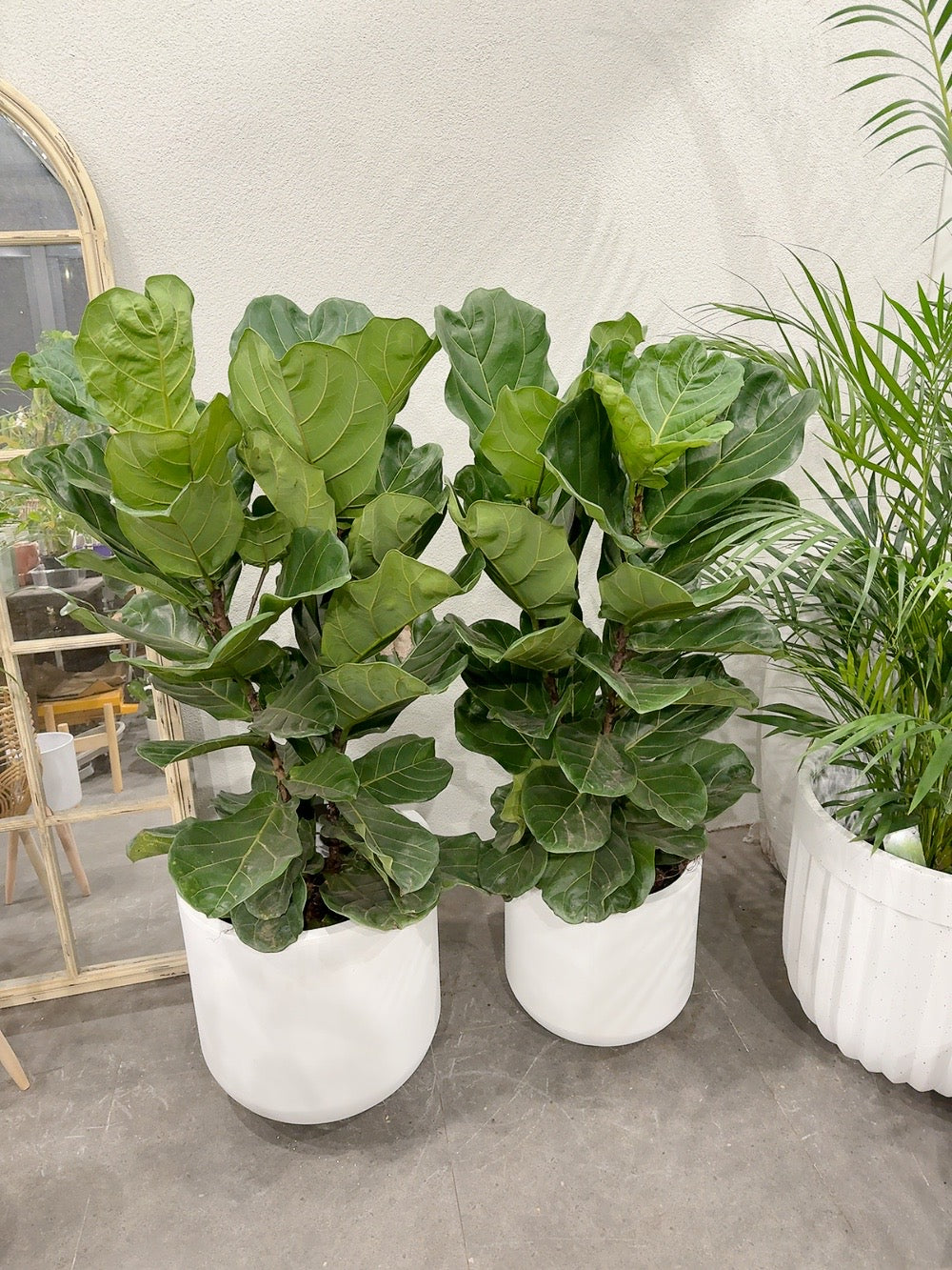 Ficus fiddle 🍃 real indoor plant with 370/450mm white heavy clay pot delivery available