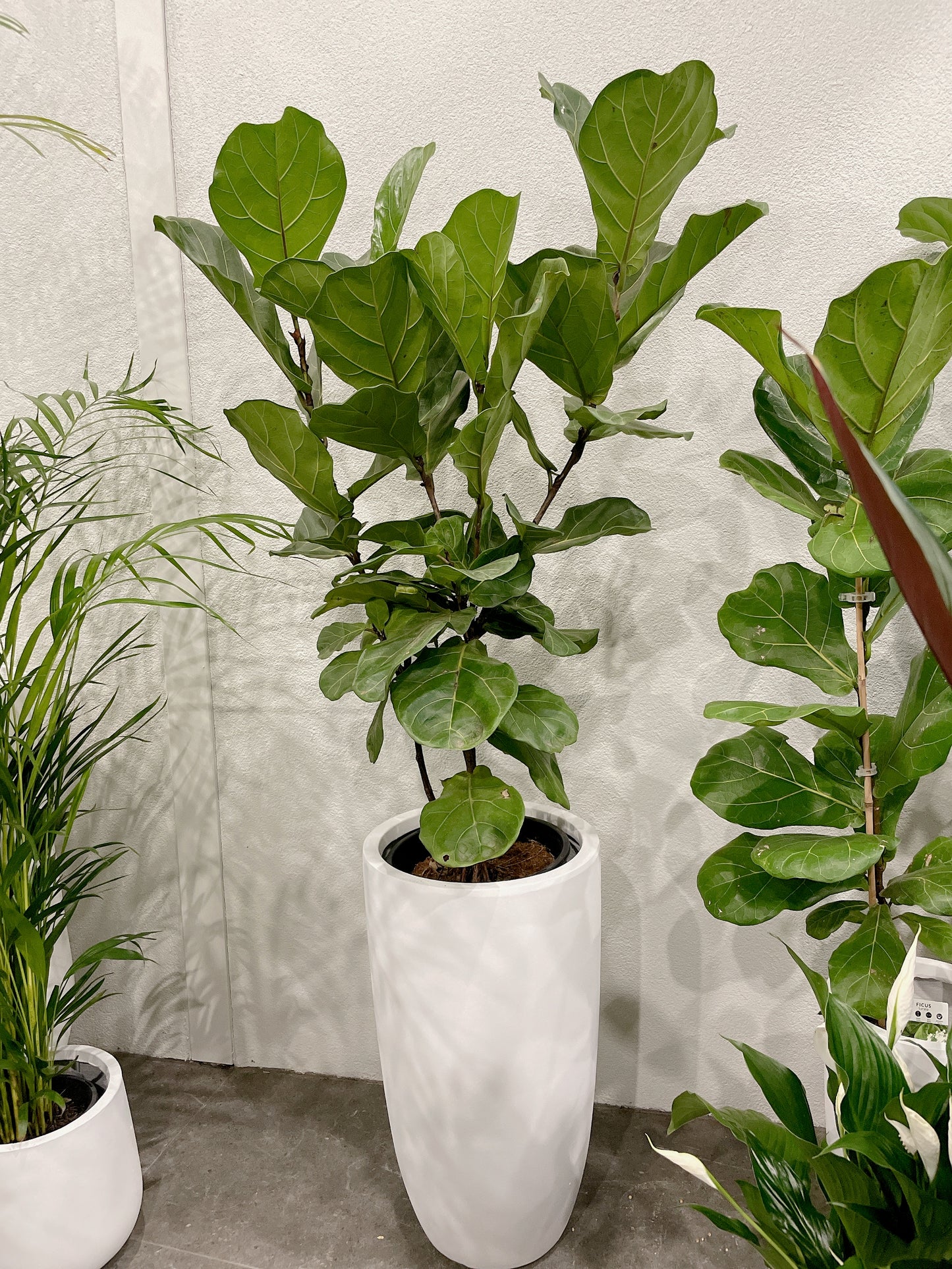 multi-stem ficus fiddle leaf lyrata with 34x60cm lightweight fiberclay white pot delivery available