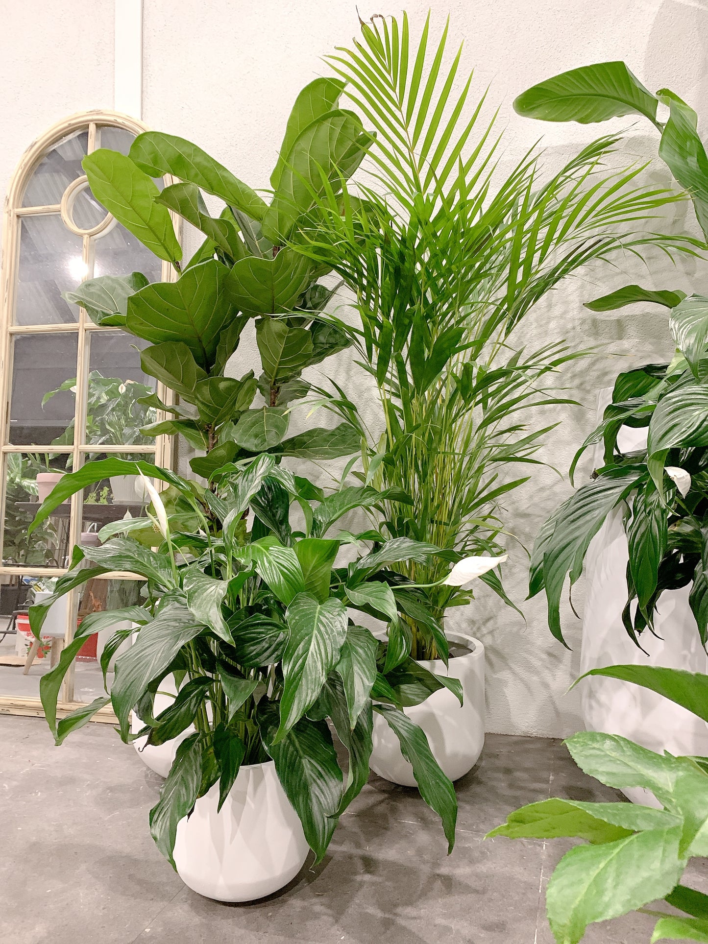 Giant bundle🪴1.3m ficus fiddle leaf golden cane palm flowering bushy peace lily+@37-30-25cm pot