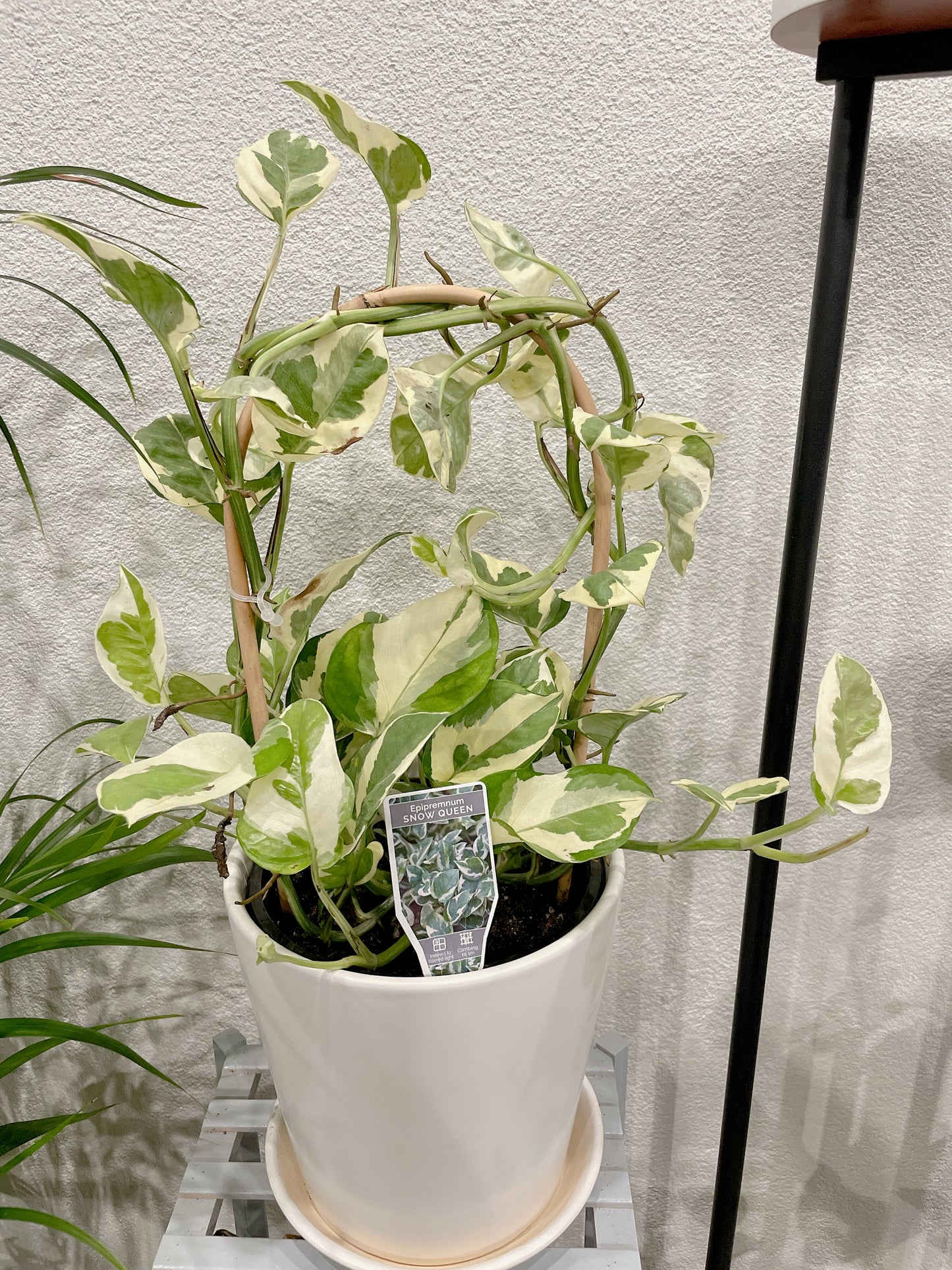 Snow queen epipremnum variegated easy care indoor climbing haning plant with white ceramic pot saucer