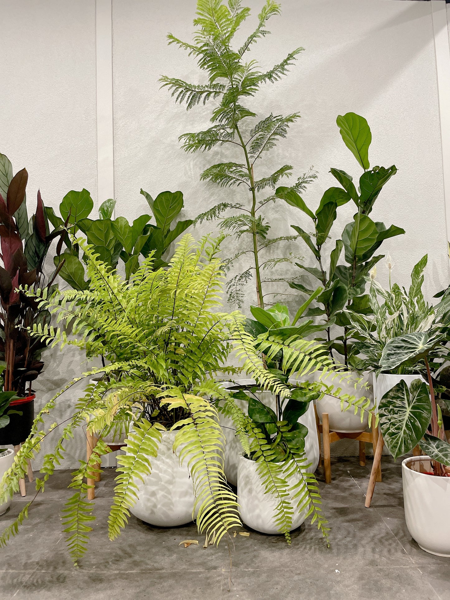 set of 3 @25-33-45fiberclay drum pots ONLY PLANTS NOT INCLUDED