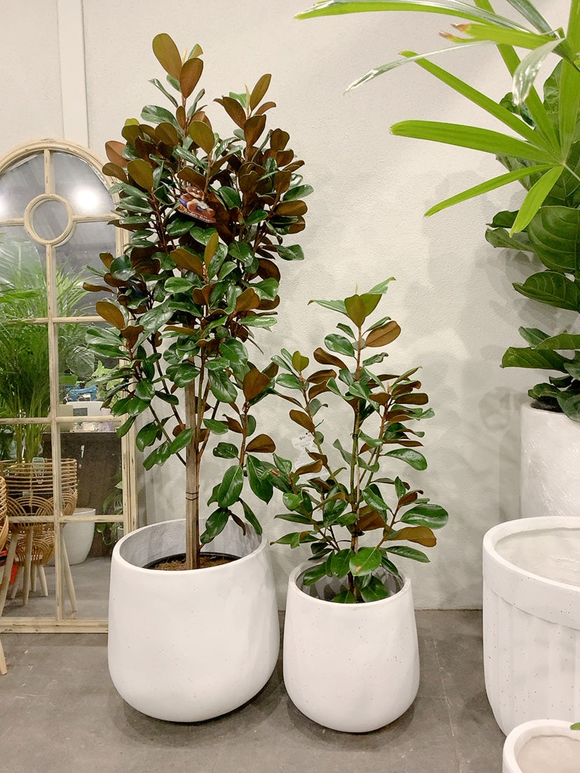 2 size from $170 Magnolia teddy bear easy care outdoor plant with white lightweight decorative pot