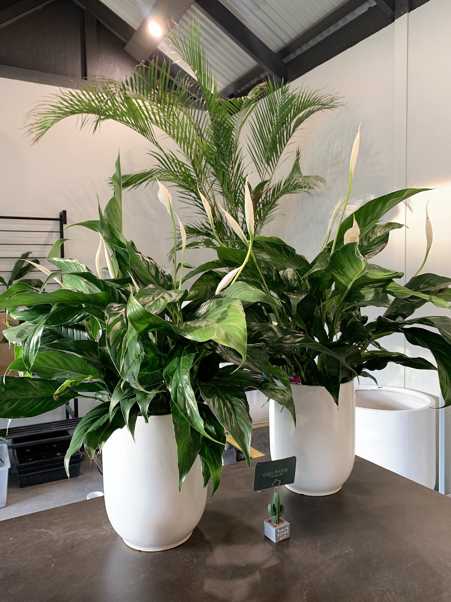 $42 each flowering peace lily real indoor plant with 20cm white ceramic pot delivery available
