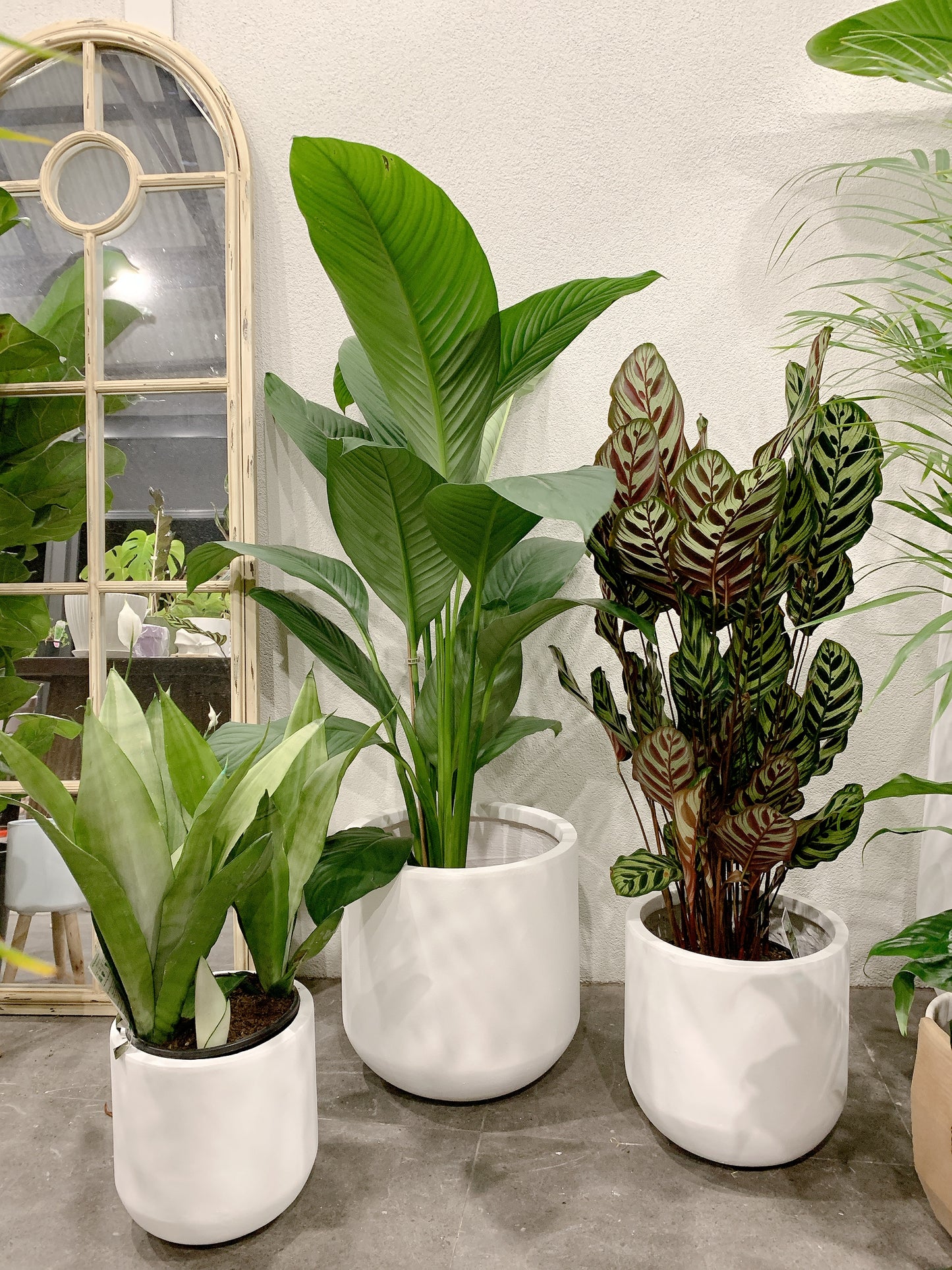 Bundle🪴giant peace lily sensation calathea makoyana sansevieria moonshine white snake plant+pots