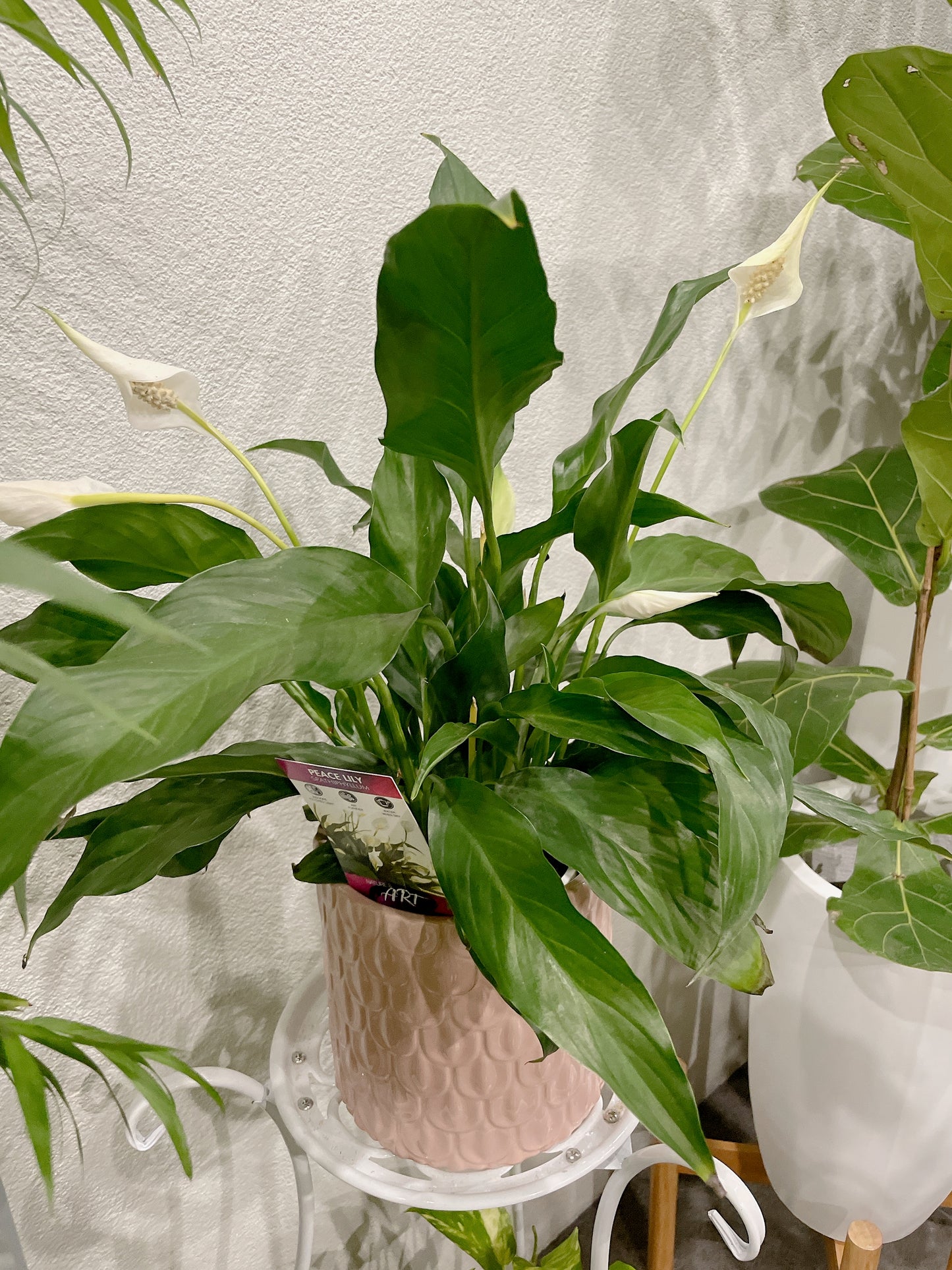 Flowering peace lily easy care indoor plant with pink decorative pot delivery available