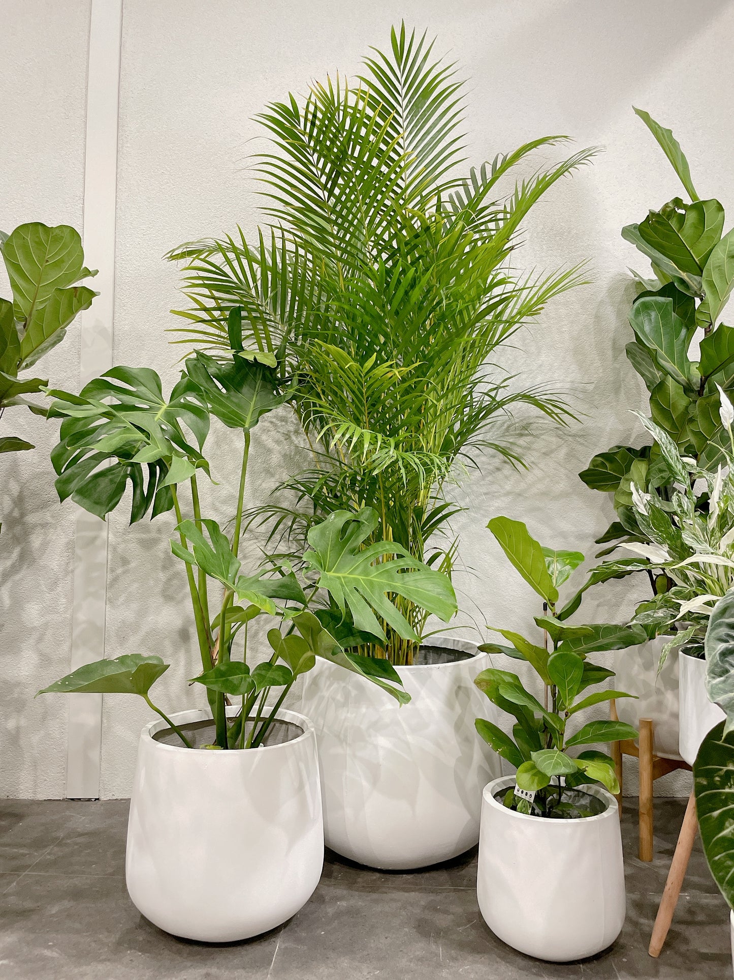 set of 3 @25-33-45fiberclay drum pots ONLY PLANTS NOT INCLUDED