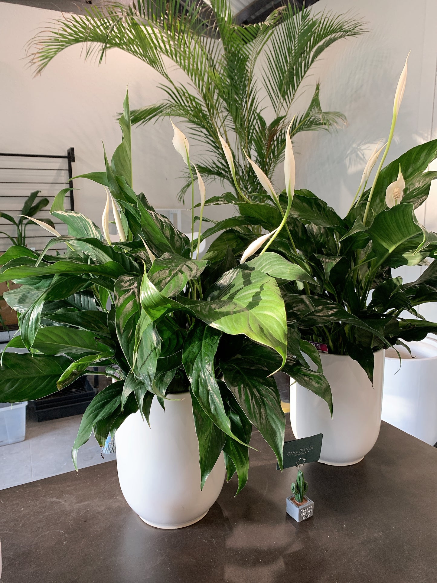 $42 each flowering peace lily real indoor plant with 20cm white ceramic pot delivery available