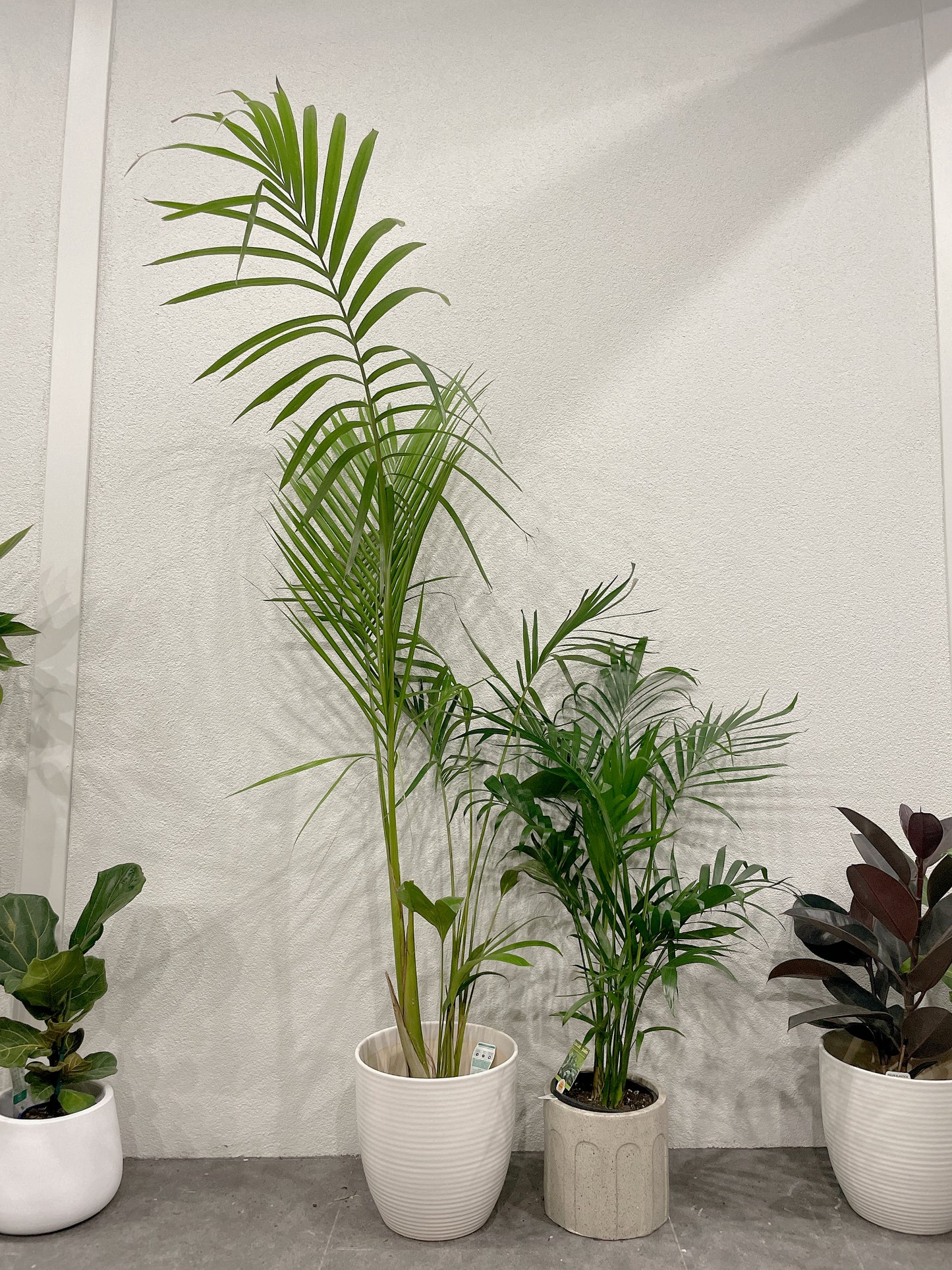 Tall Alexandera palm with pot clearance  sale + 1m tall cascade palm with pot delivery $15