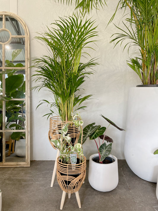 Bundle🪴bushy golden cane palm+alocasia pink dragon+epipremnum snow queen variegated climbing plants