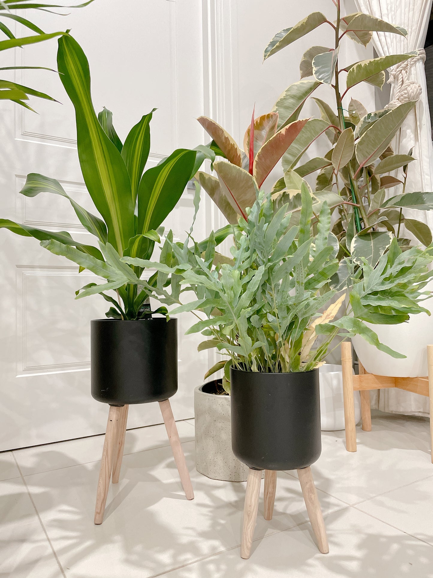 Bundle🪴ficus tineker variegated rubber tree happy plant dracaena blue star fern +black metal pots