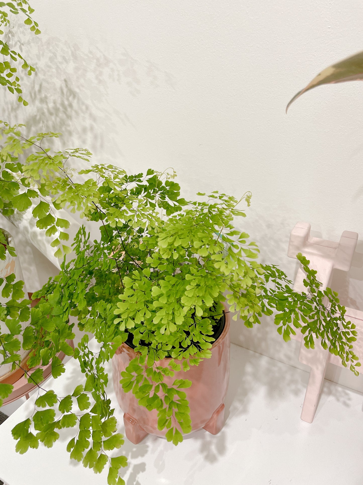 Maidenhair fern easy care indoor plant with white/grey decorative ceramic pot $25 each