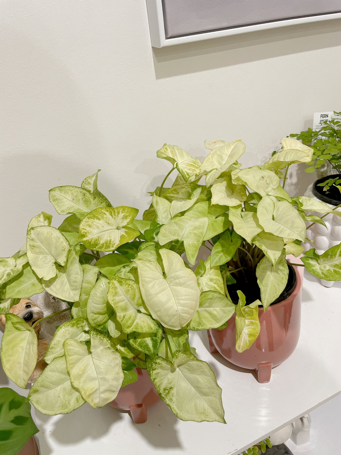 Syngonium illusion bushy plant easy care indoor foliage with pink ceramic decorative pot