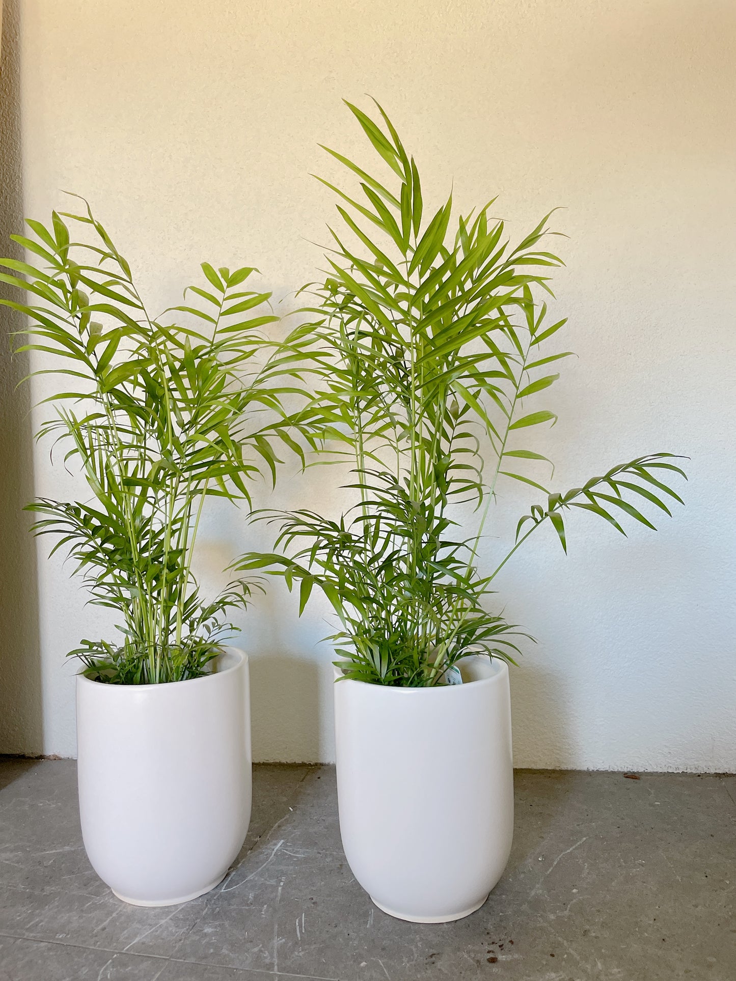80cm tall parlour palm Chamaedorea indoor plant +20cm white ceramic pot delivery available