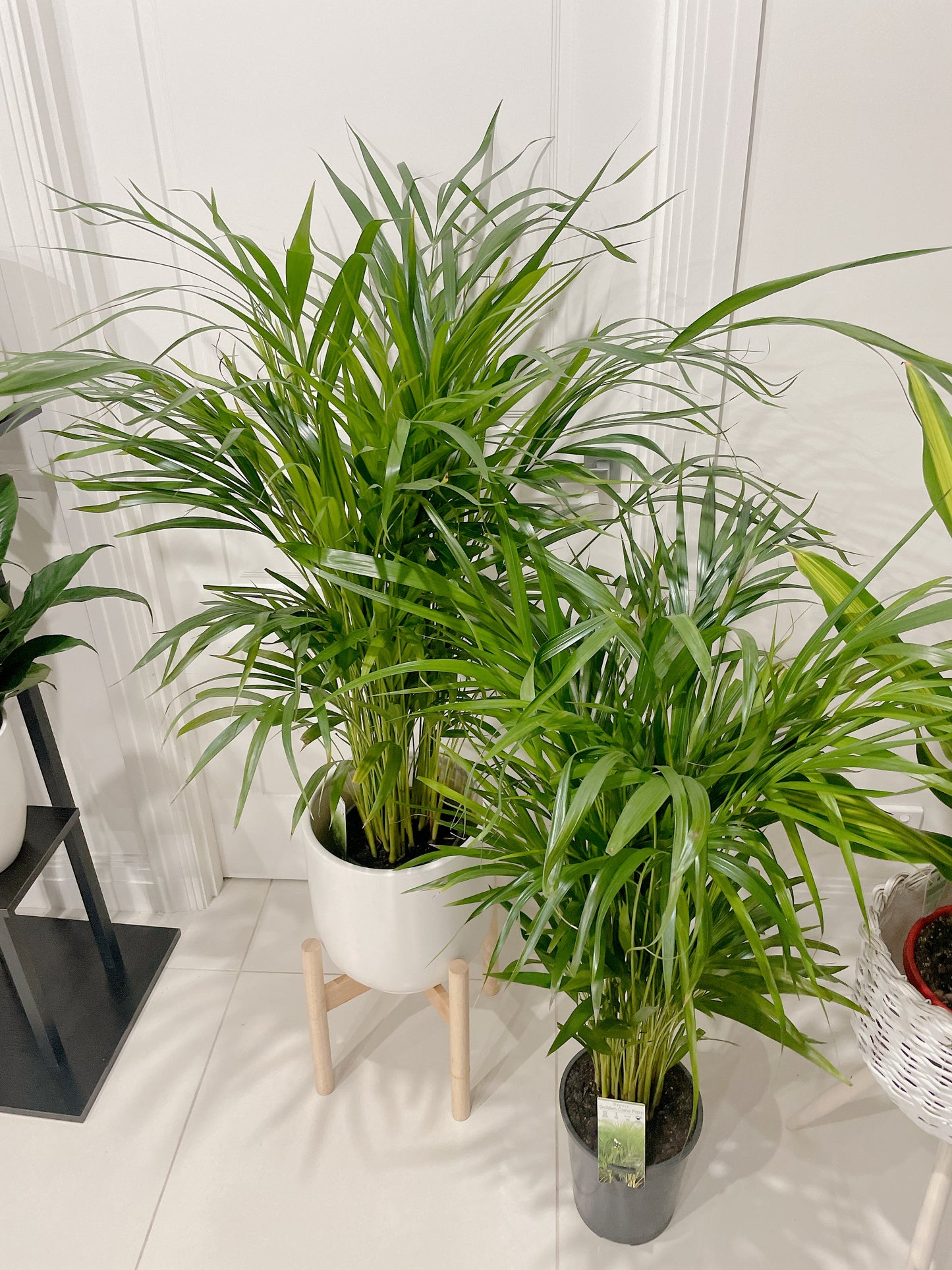 1.4m tall huge golden cane palm with 30cm white ceramic pot wooden tripod legs