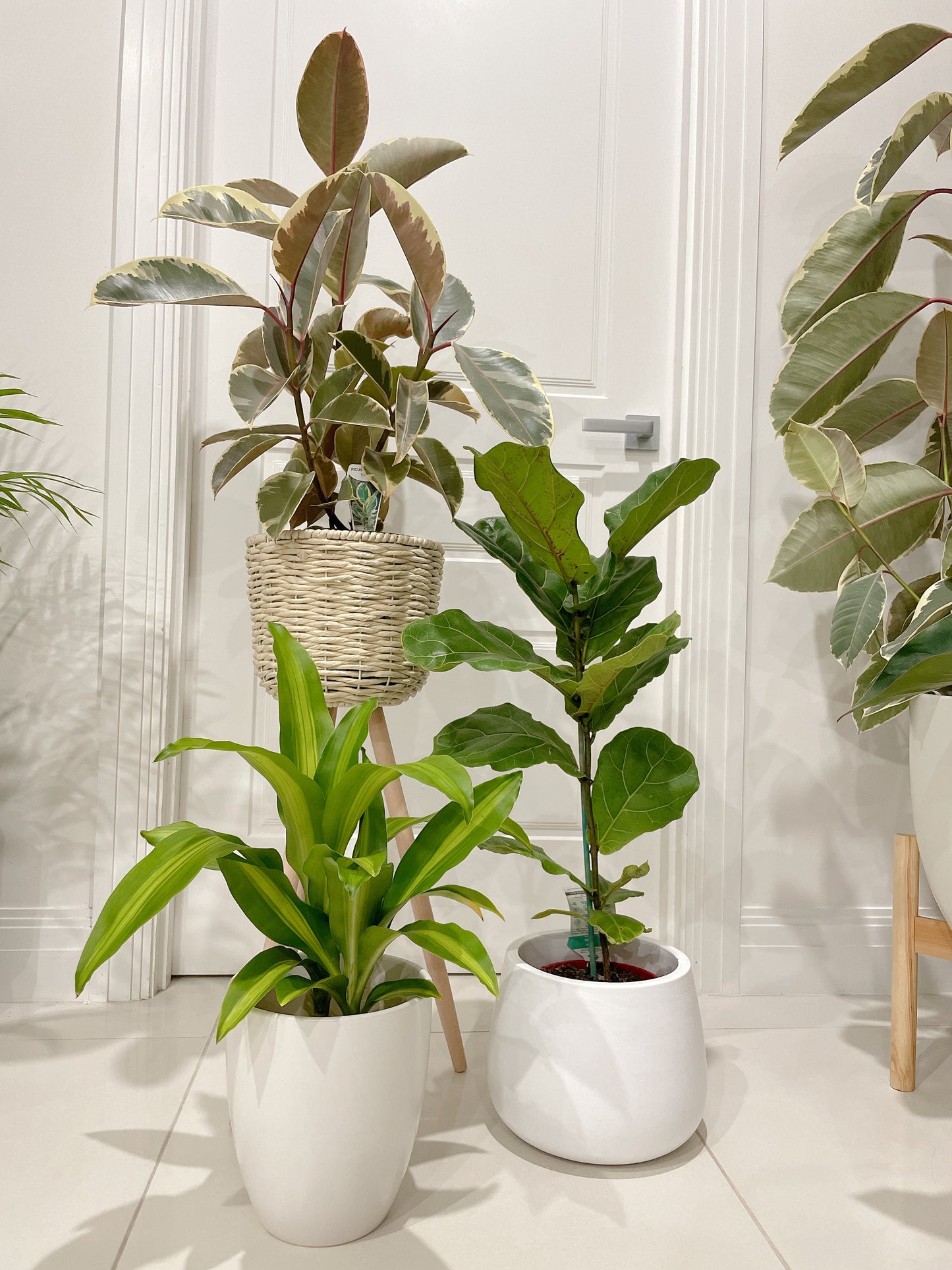 Bundle 🪴ficus tineker varigated rubber plant fiddle leaf lyrata happy plant dracaena with pots