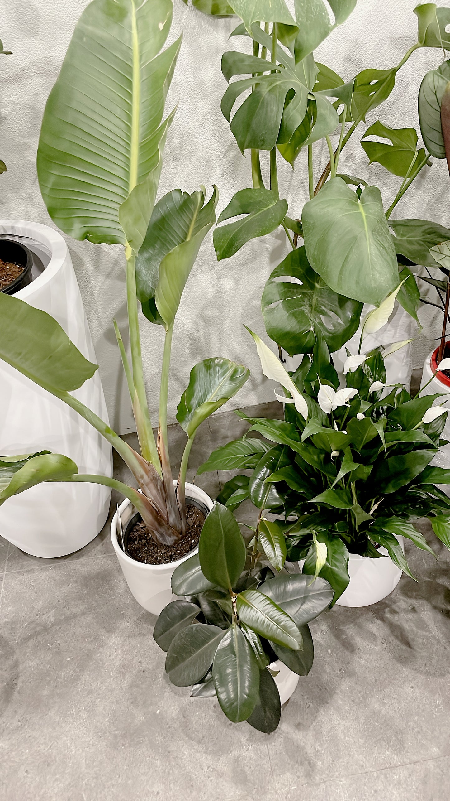 Bundle🪴birds of paradise strelitzia+bushy flowering peace lily+small ficus black rubber plant+pots