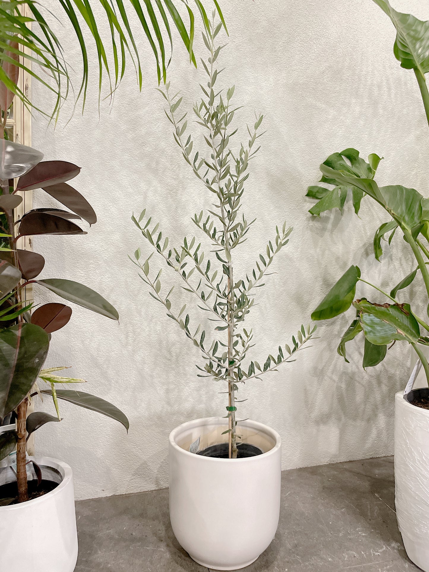1.5m tall olive tree silver leaf plant ‘swan hill’ non fruiting home decor + 30cm white ceramic pot