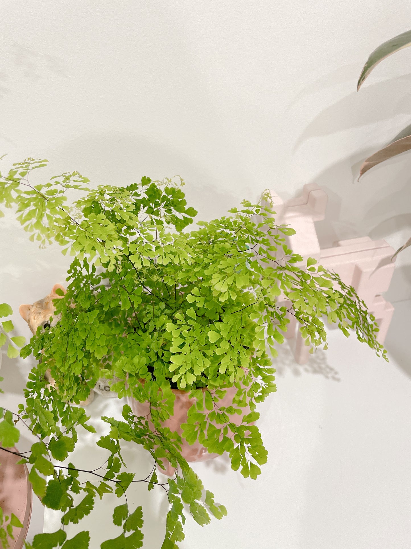 Maidenhair fern easy care indoor plant with white/grey decorative ceramic pot $25 each