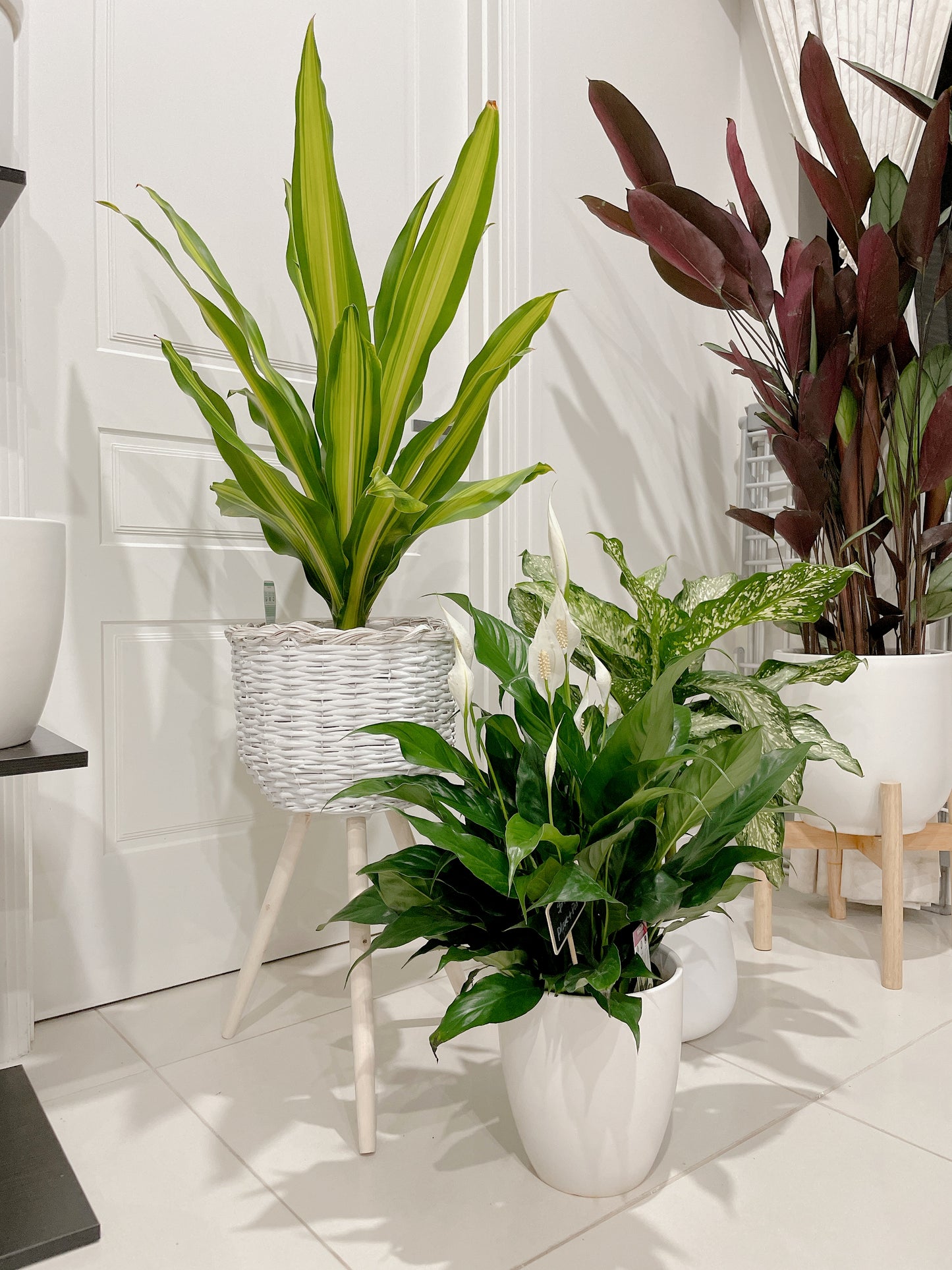 Bundle indoor 🪴 dracaena happy plant dieffenbachia snow storm flowering peace lily +planter pots