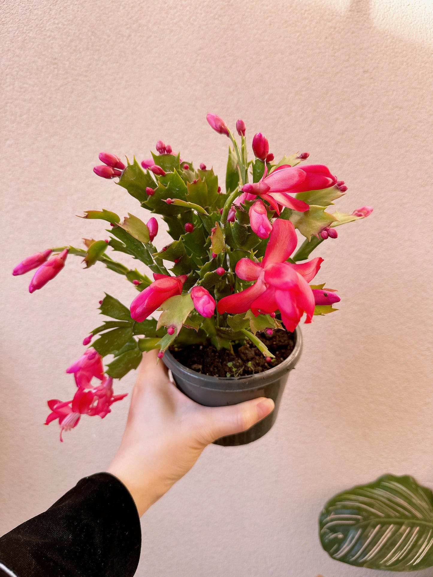 Flowering zygocatus Christmas flower assorted hanging plant Thor freya Caroline white price from $10